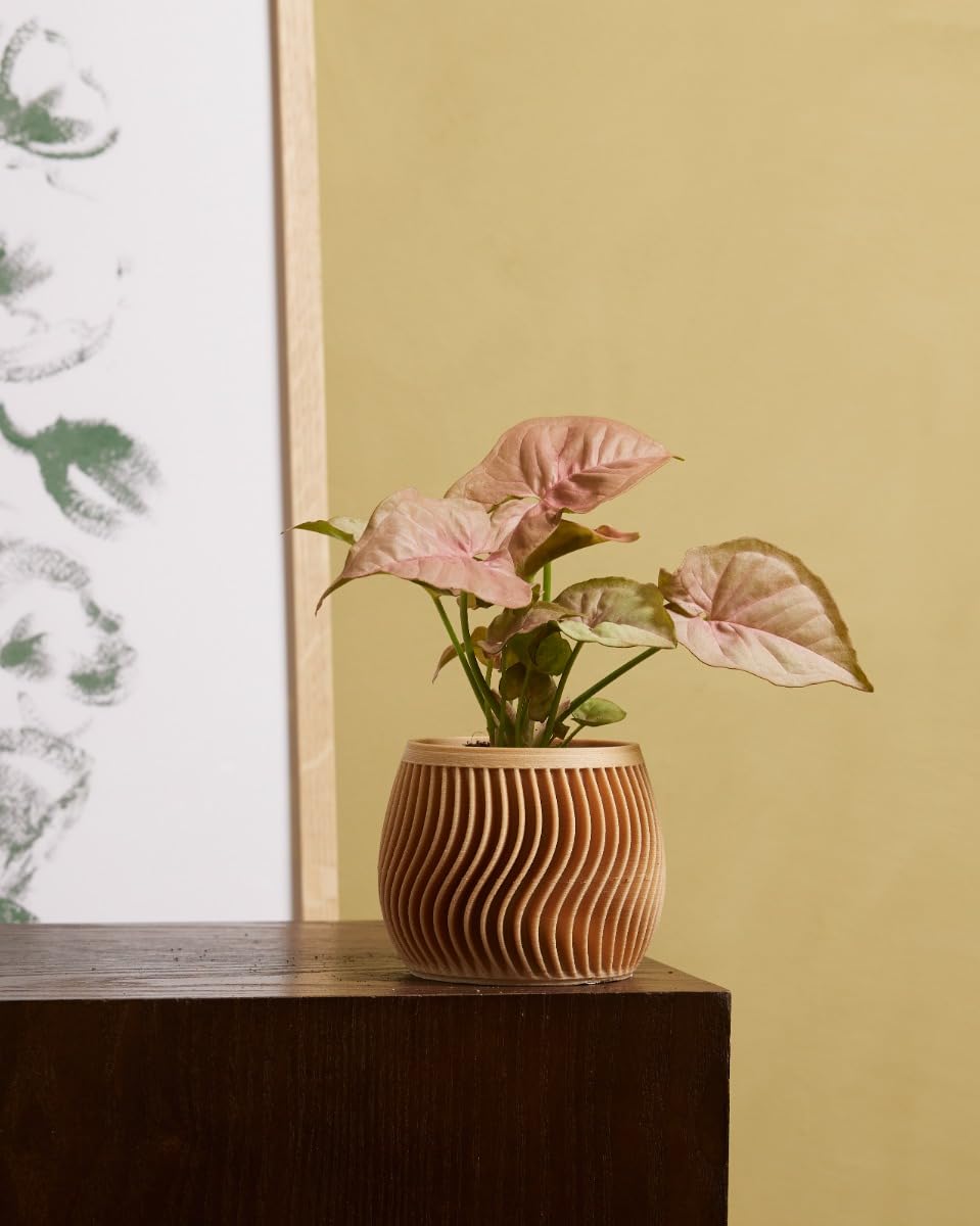 plnts-baby-syngonium-neon-zimmerpflanze-6cm-topf-10cm image 5