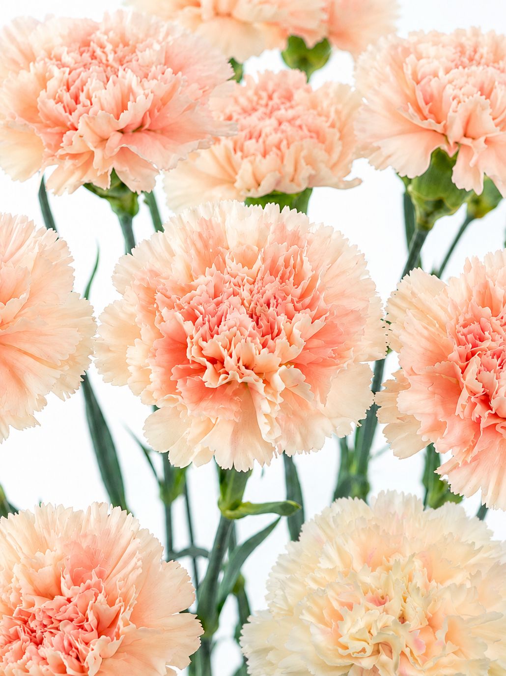 blumigo-nelken-lady-cappuccino-schnittblume-apricot-creme image 1