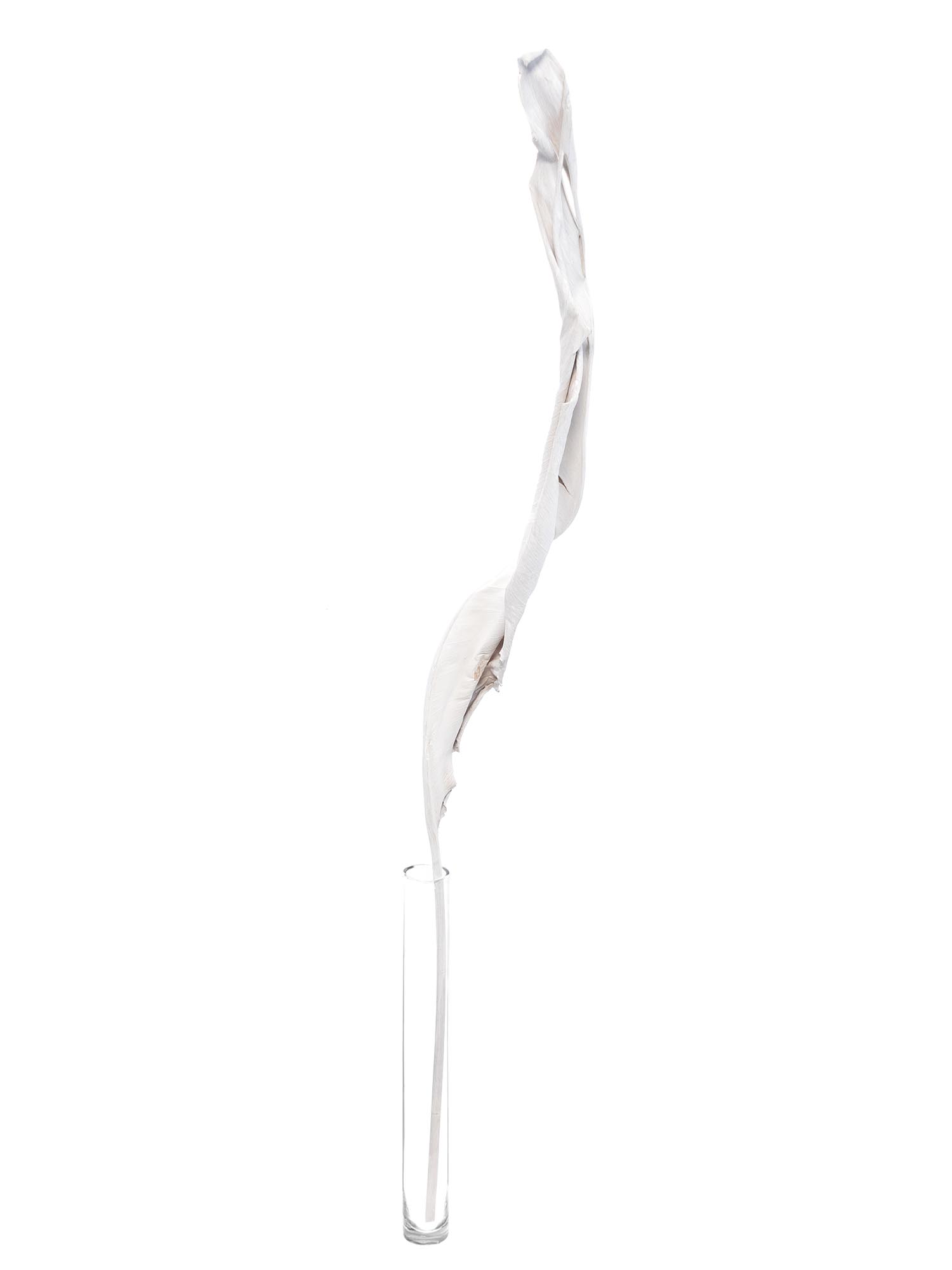 blumigo-trockenblumen-strelitzienbl-tter-getrocknet-wei-stiel image 3