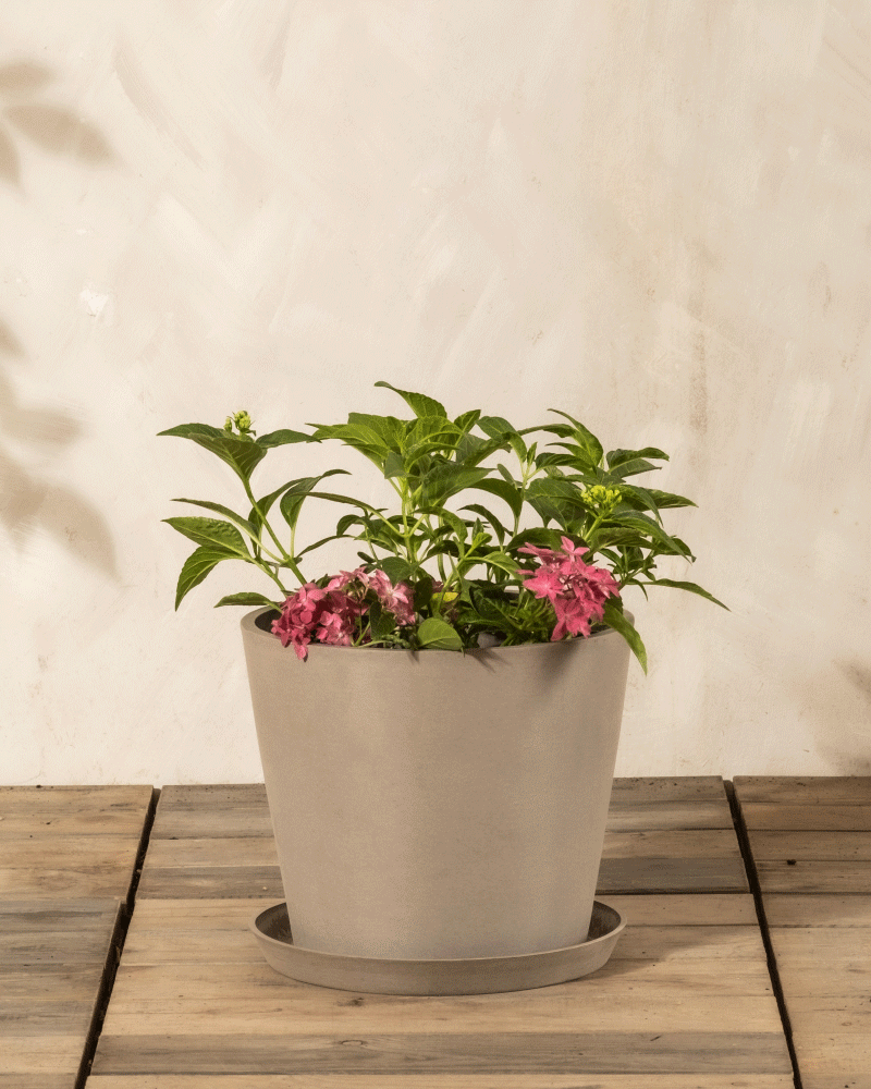 feey-amsterdam-rosa-hortensie-hydrangea-strauch-ohne-topf image 4
