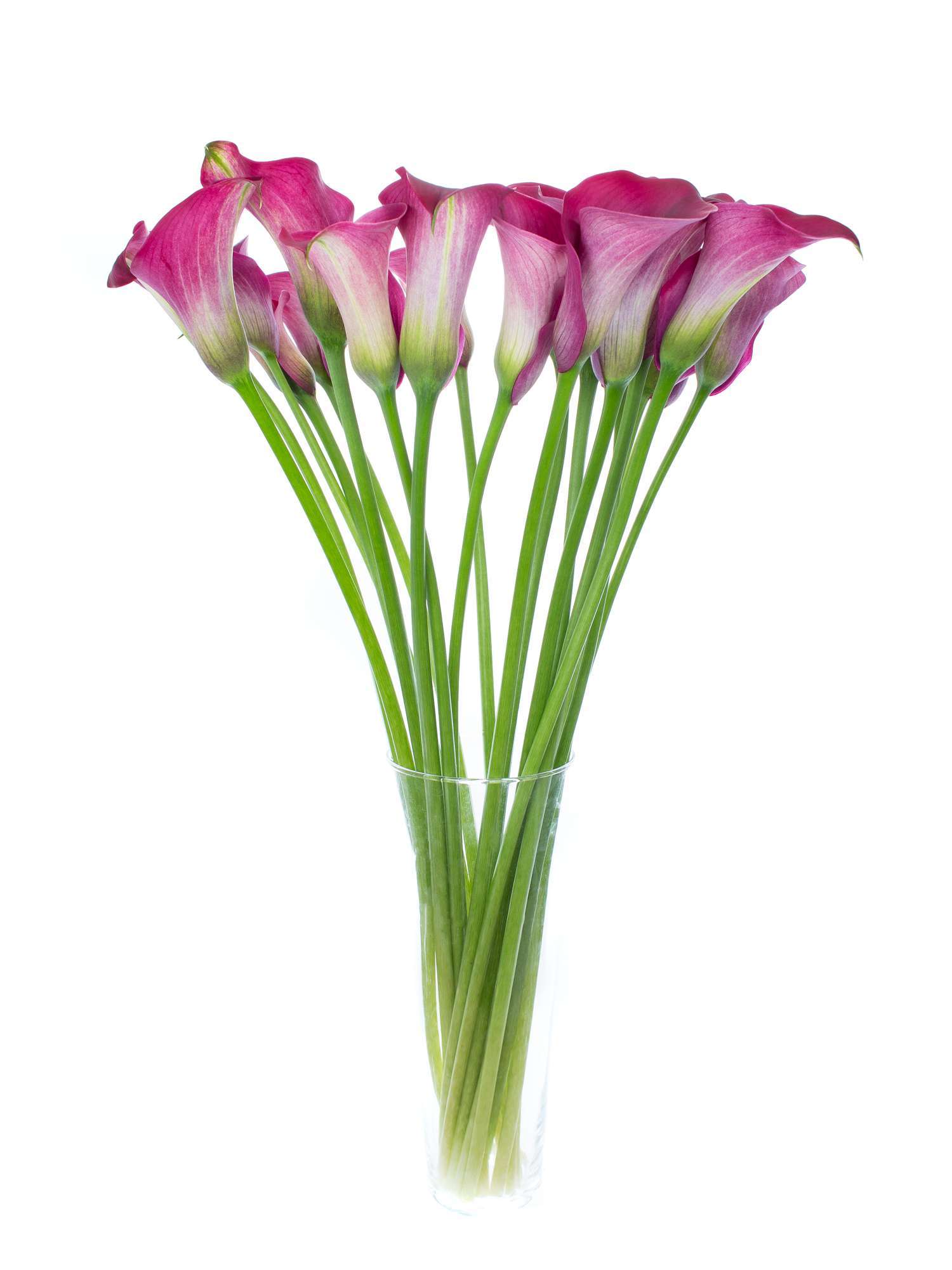 blumigo-calla-captain-promise-schnittblume-aubergine image 3