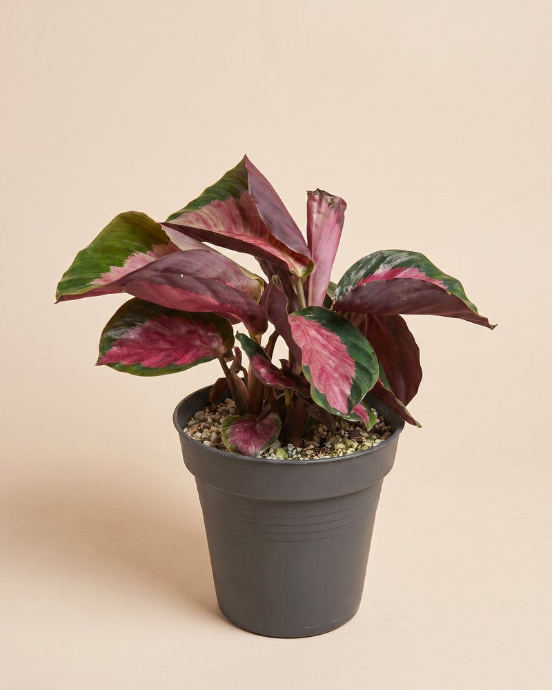 feey-variado-calathea-rosy-korbmarante-ohne-bertopf image 3