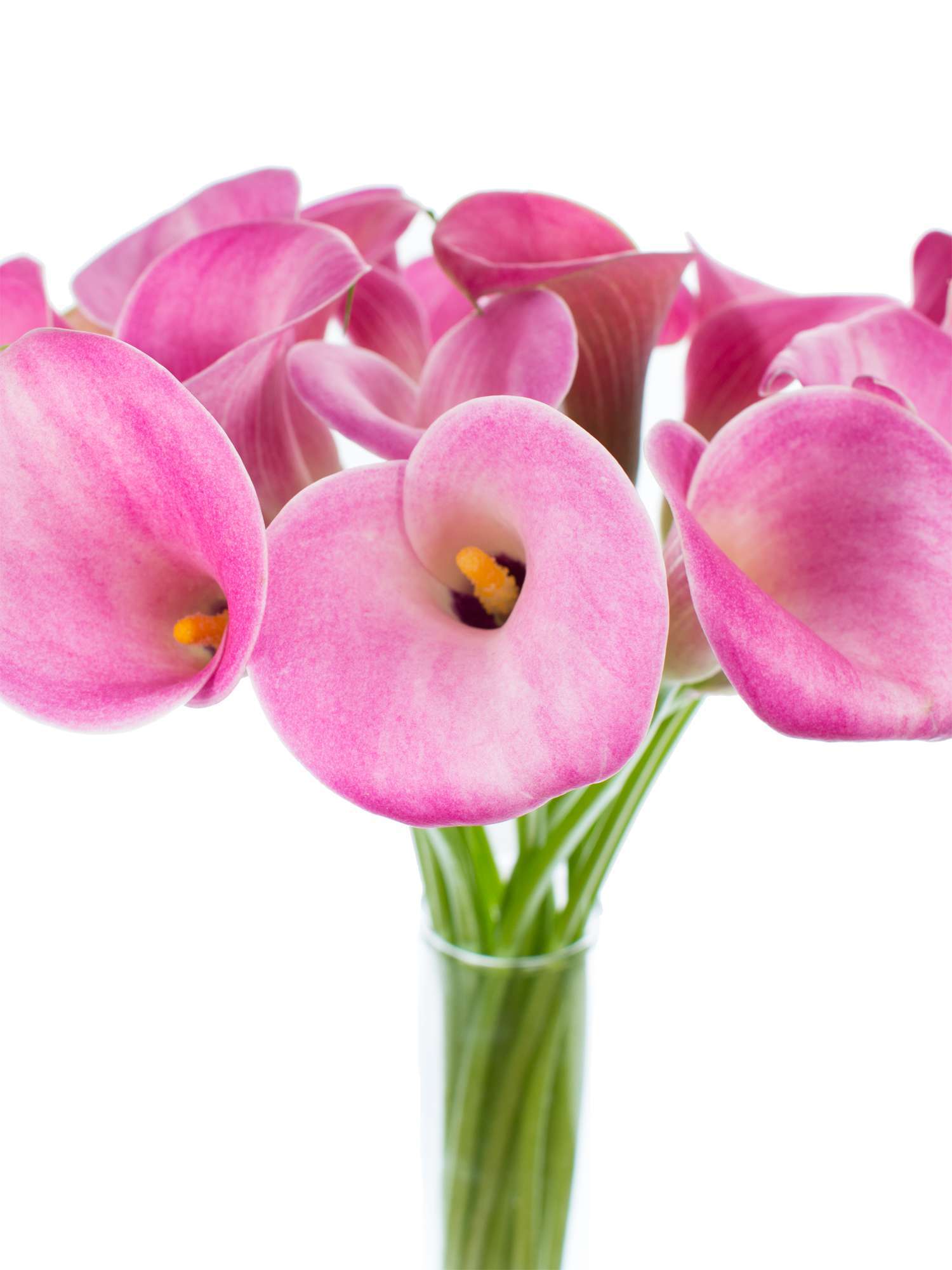 blumigo-calla-candy-art-pink-schnittblume-langstielig image 2
