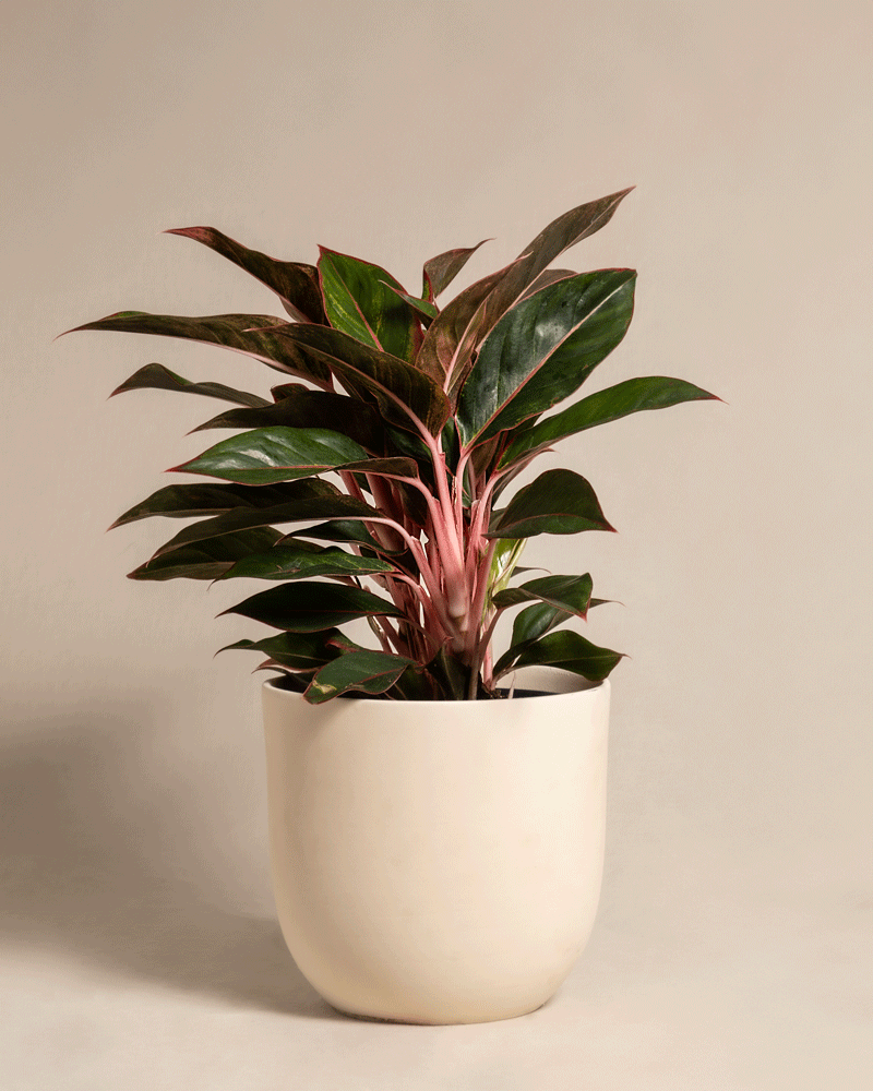 feey-variado-aglaonema-jungle-red-zimmerpflanze-gro-rot image 6