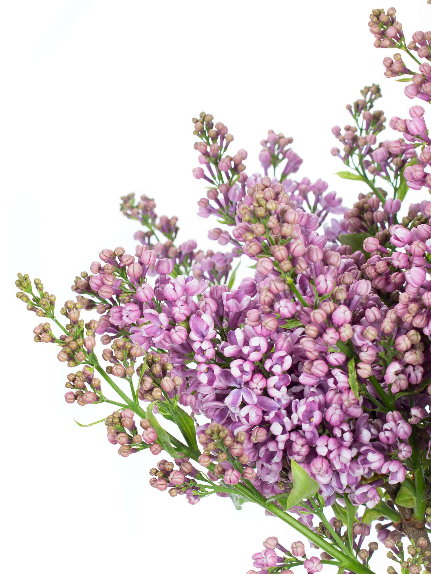 blumigo-zweige-flieder-horstenstein-schnittblume-violett image 1