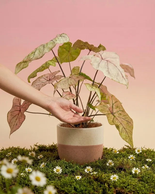 feey-variado-spring-fling-kaladie-zimmerpflanze-rosa-ohne-bertopf image 1