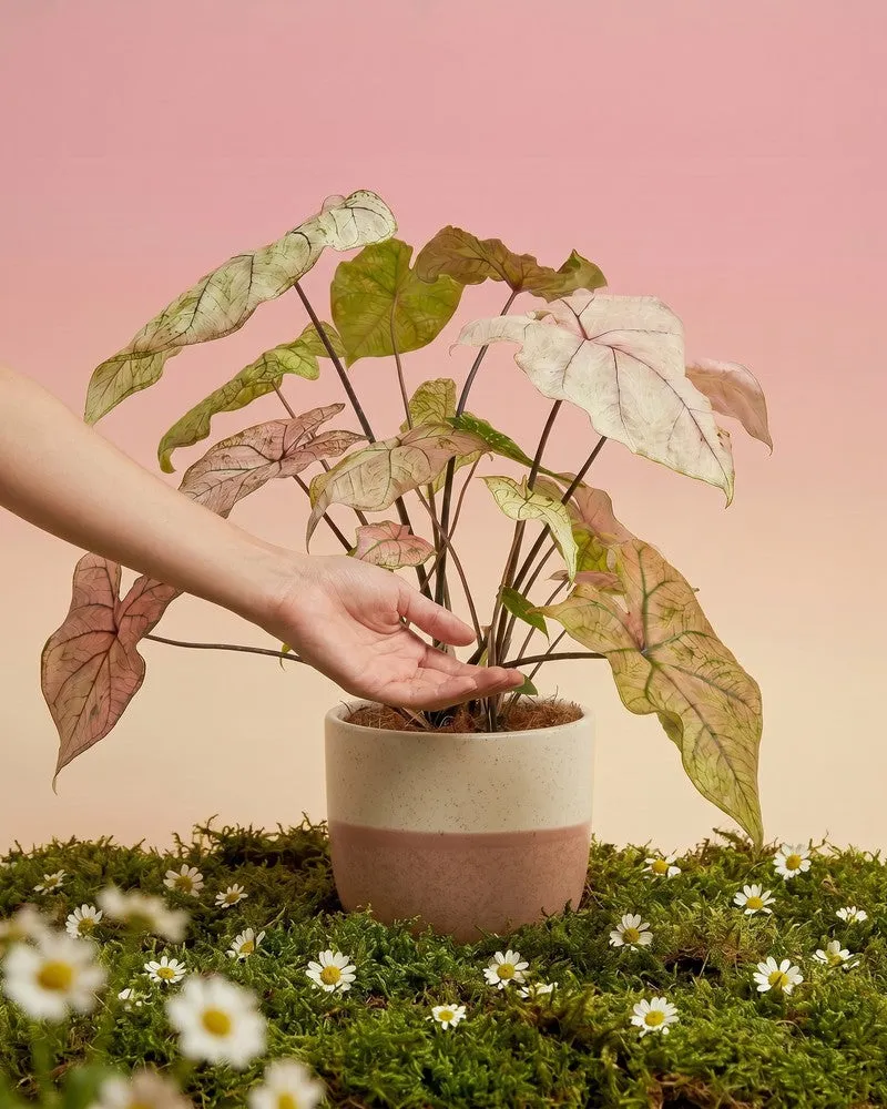 feey-variado-spring-fling-kaladie-zimmerpflanze-rosa-ohne-bertopf image 1