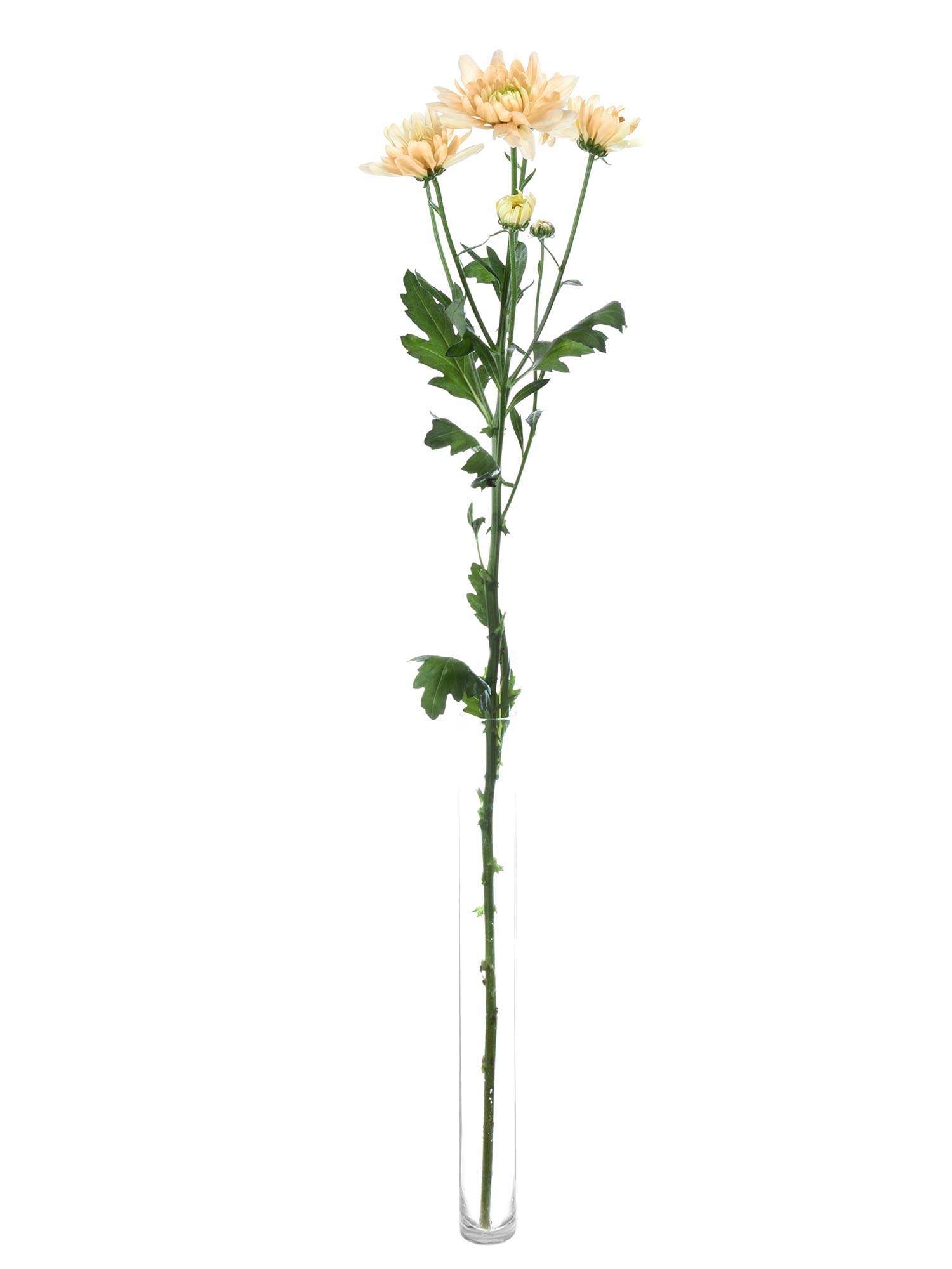 blumigo-chrysanthemen-baltica-salmon-schnittblume-apricot image 3