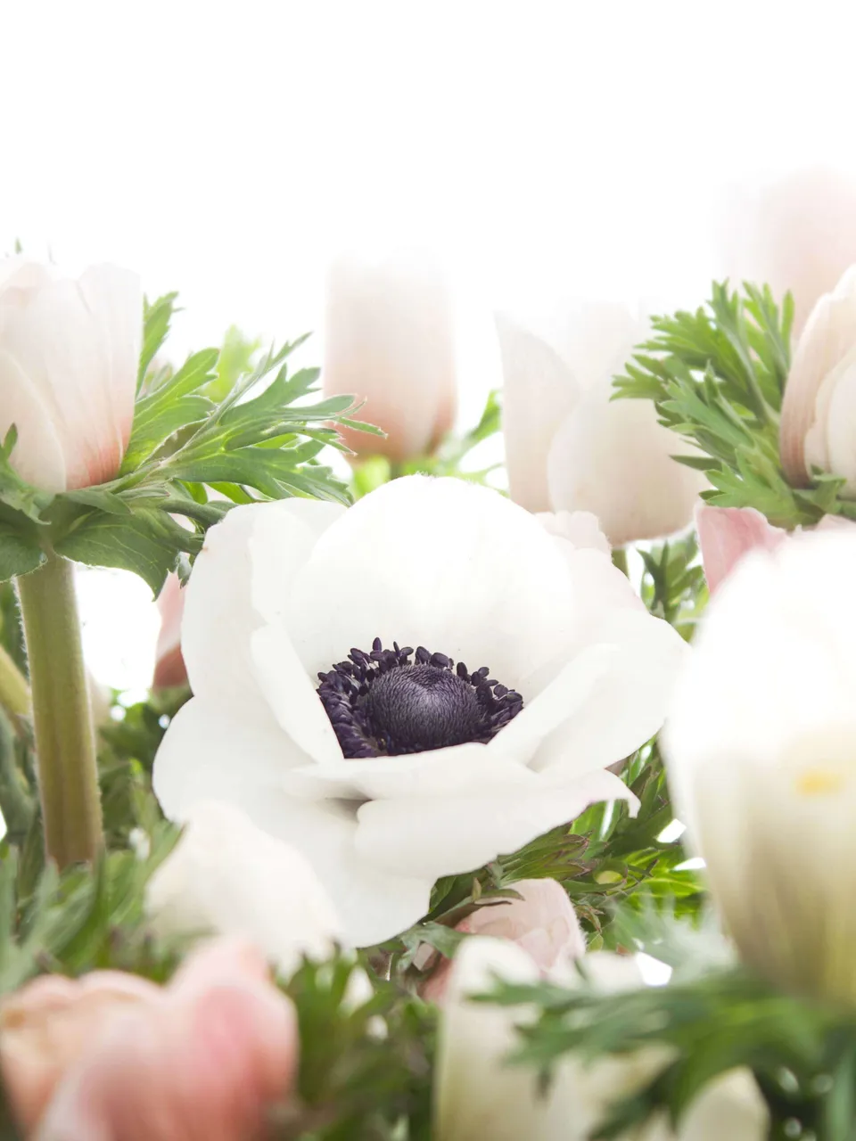 blumigo-anemonen-mistral-xl-wei-creme-schnittblume image 1