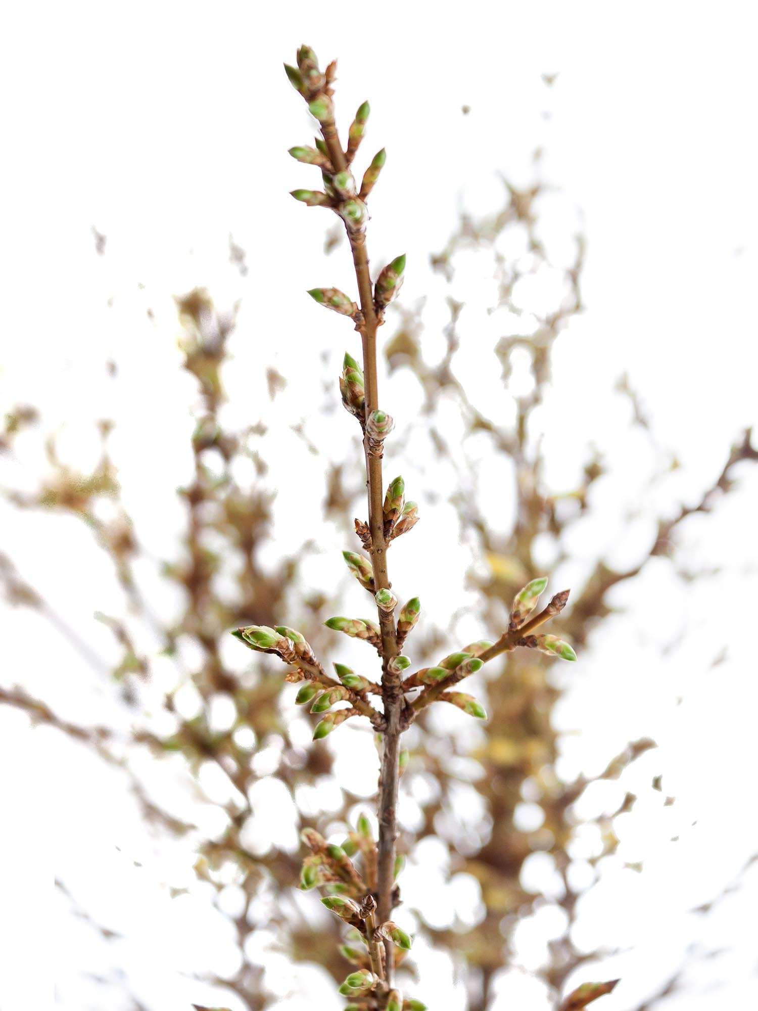 blumigo-zweige-forsythienzweige-gelbe-bl-hzweige image 1