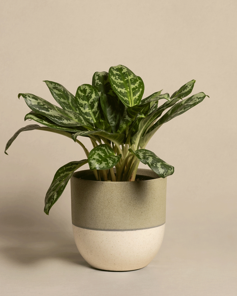 feey-variado-aglaonema-amazon-silver-zimmerpflanze-gross image 5
