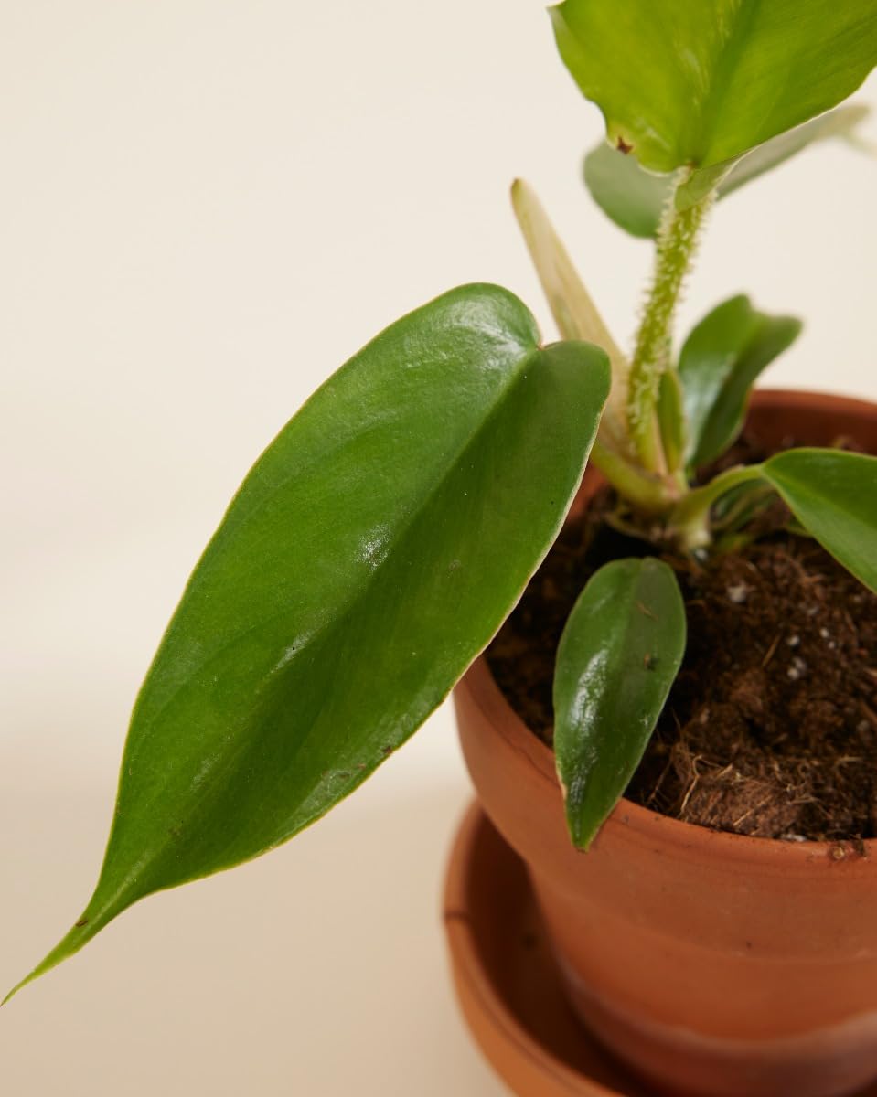 plnts-babyplnts-philodendron-squamiferum-zimmerpflanze-25cm image 3