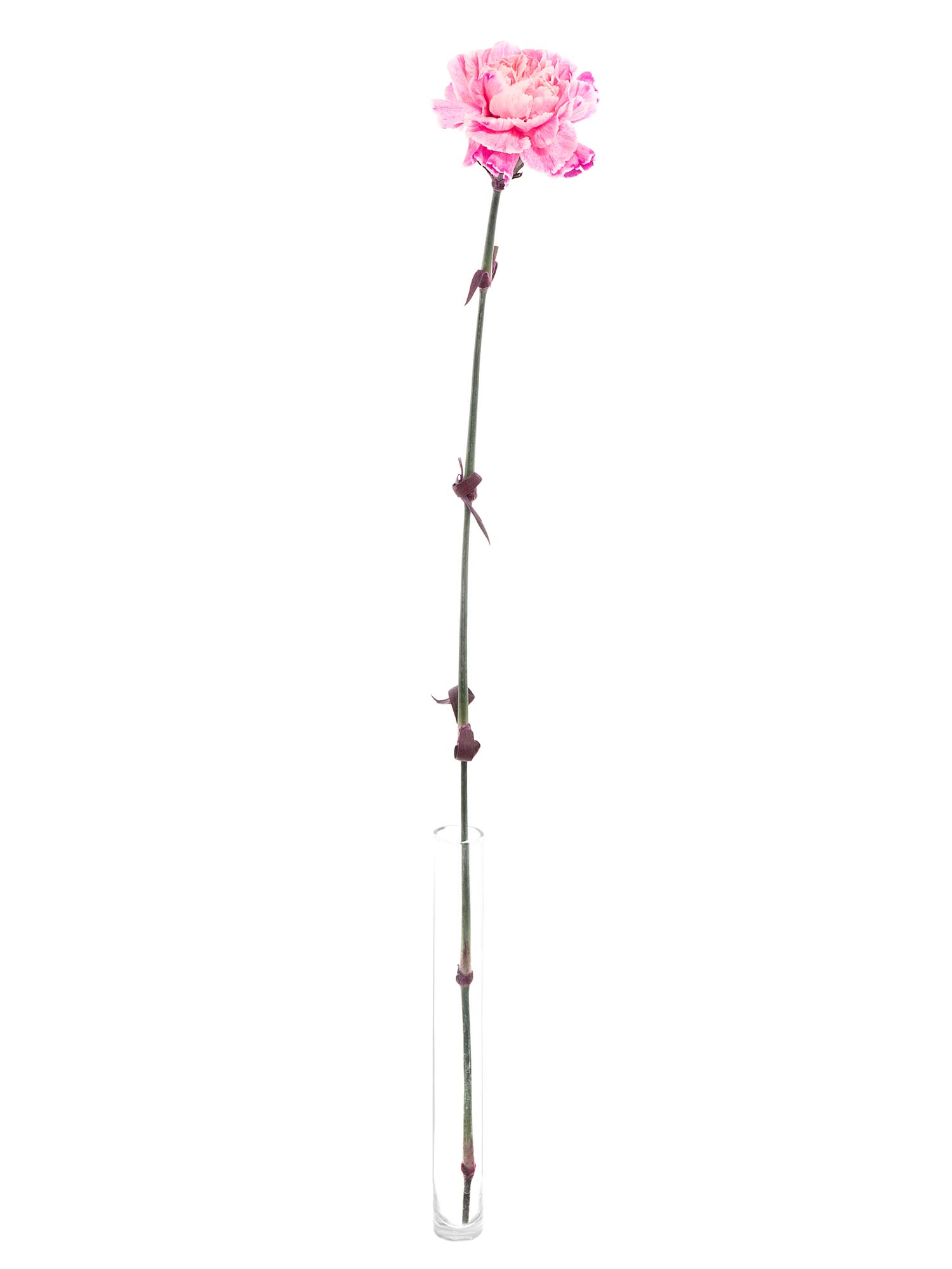 blumigo-nelken-verona-blume-pink-apricot-painted image 3