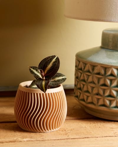 plnts-baby-jewel-orchid-moonstone-orchidee-12-cm-rot-gemustert image 7