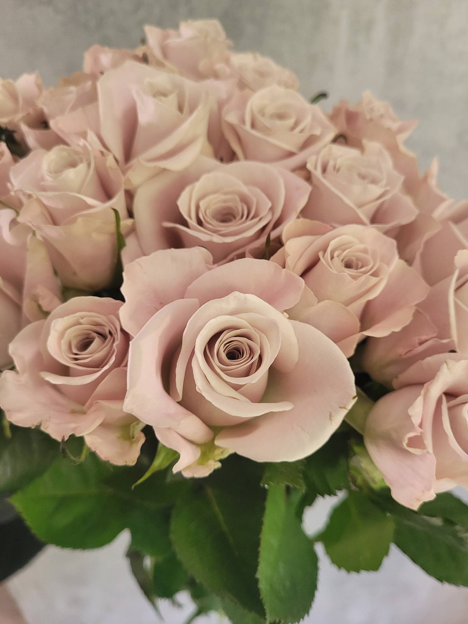 blumigo-la-menta-rose-sand-creme-schnittrose image 4