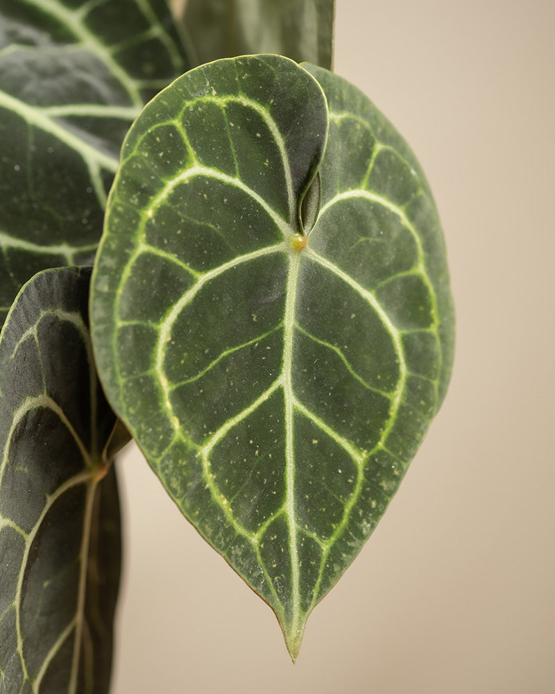 feey-variado-anthurium-clarinervium-zimmerpflanze-ohne-topf image 8