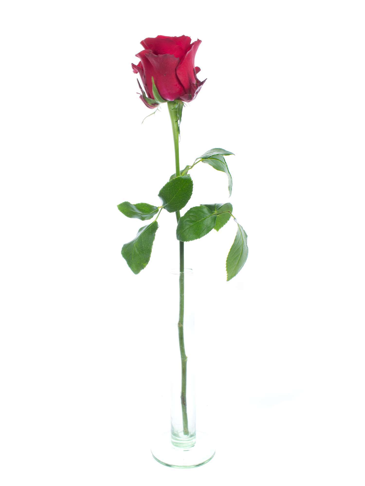 blumigo-rosen-rhodos-rose-rot-schnittblume image 3