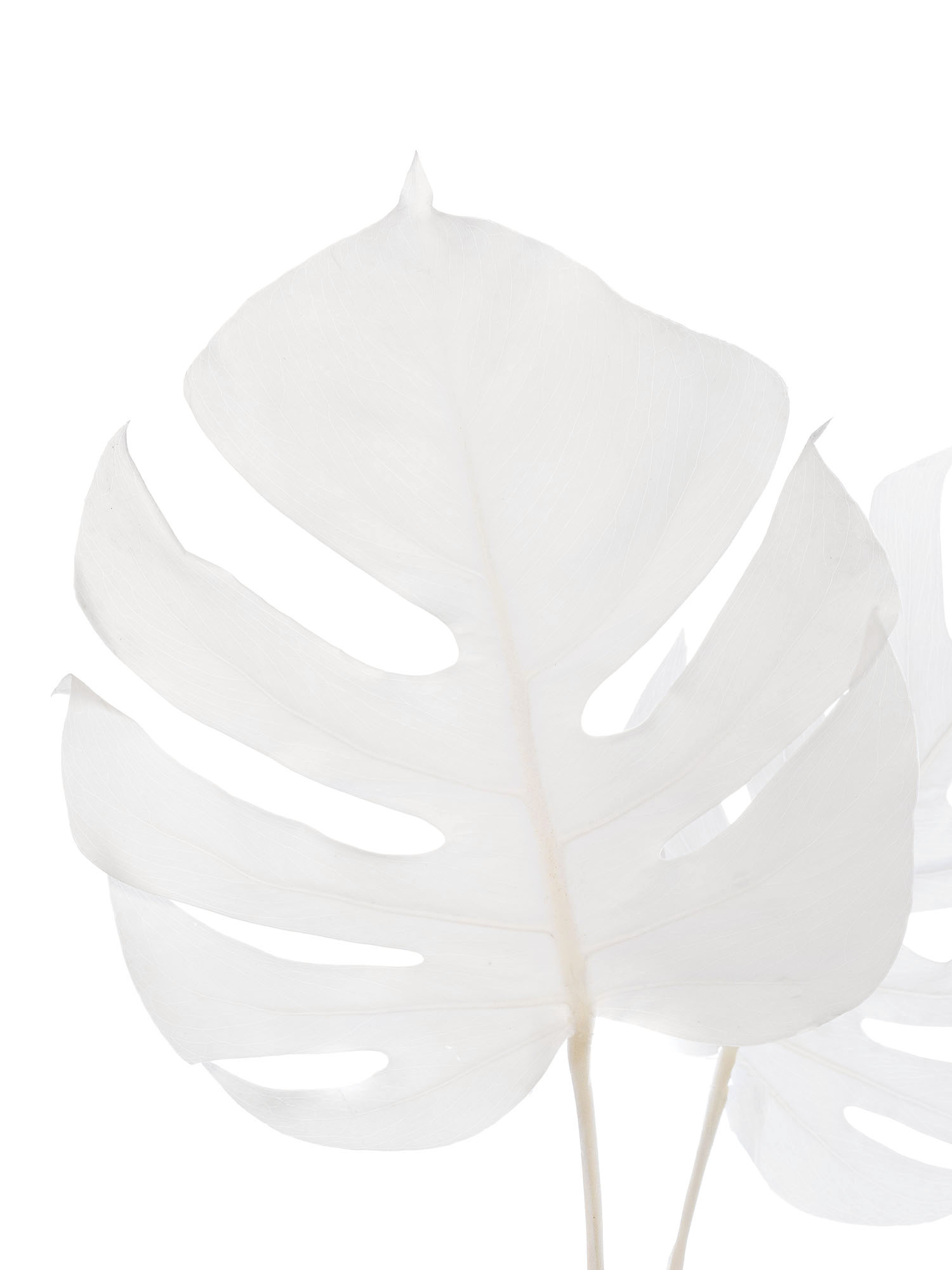 blumigo-trockenblumen-monstera-getrocknet-gebleicht-wei image 1