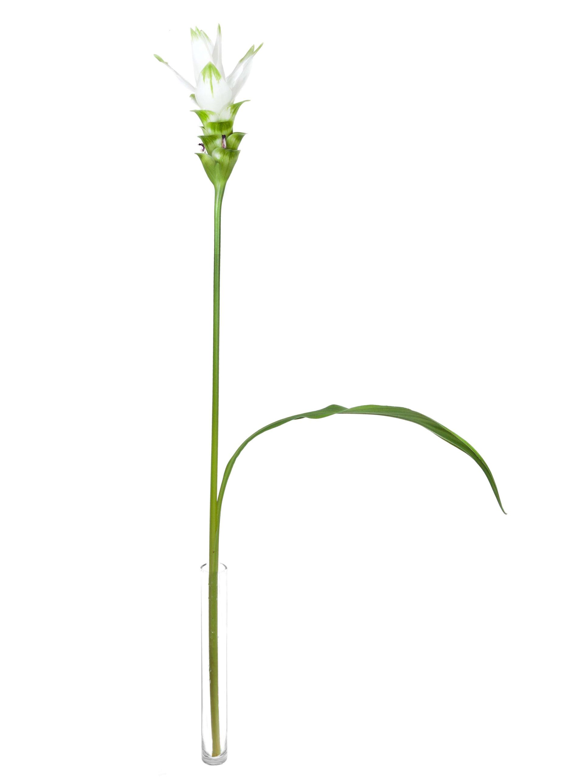 blumigo-blattwerk-kurkuma-siam-shine-schnittblume-wei image 3