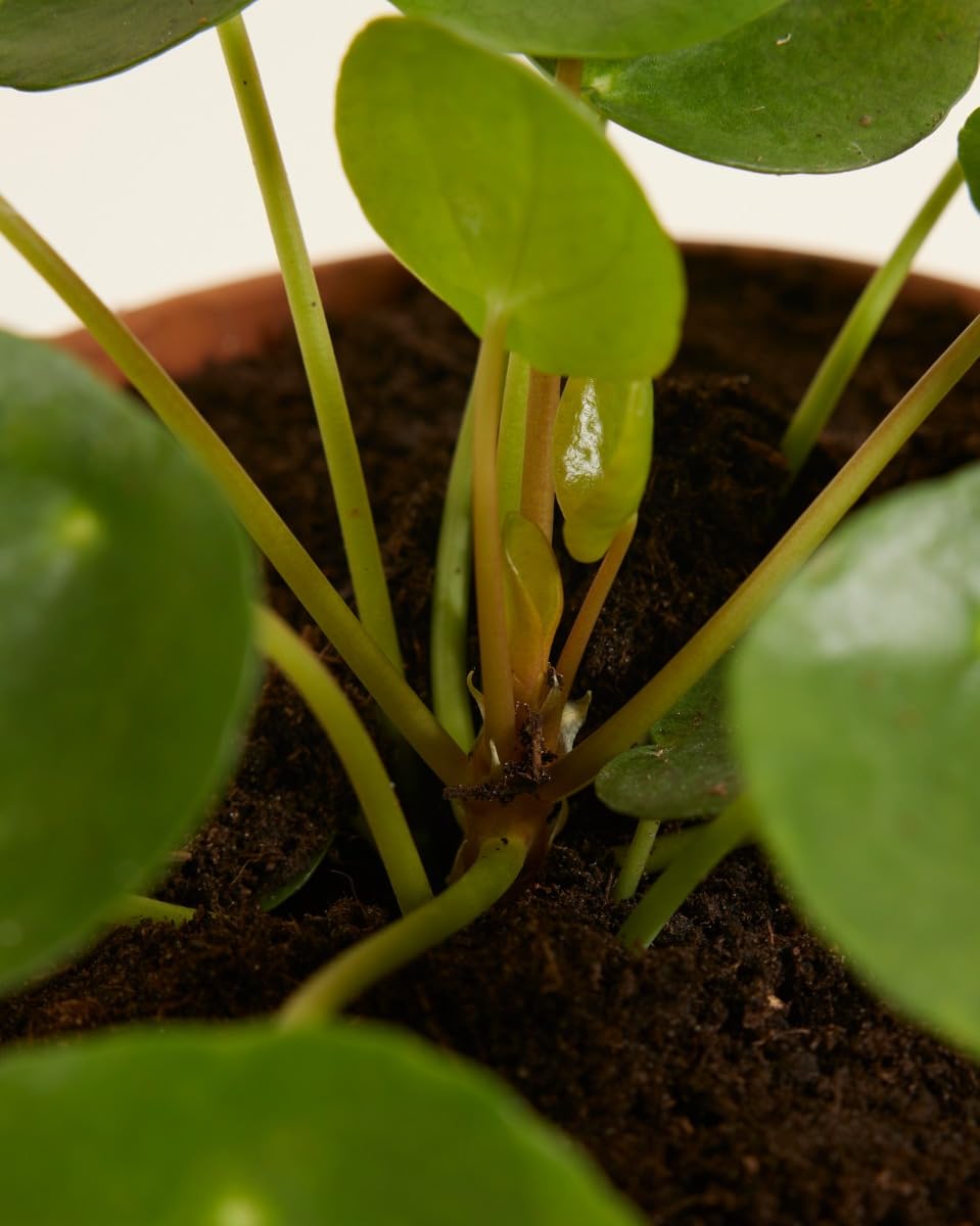 plnts-pilea-peperomioides-ufopflanze-20-cm-im-12-cm-topf image 5
