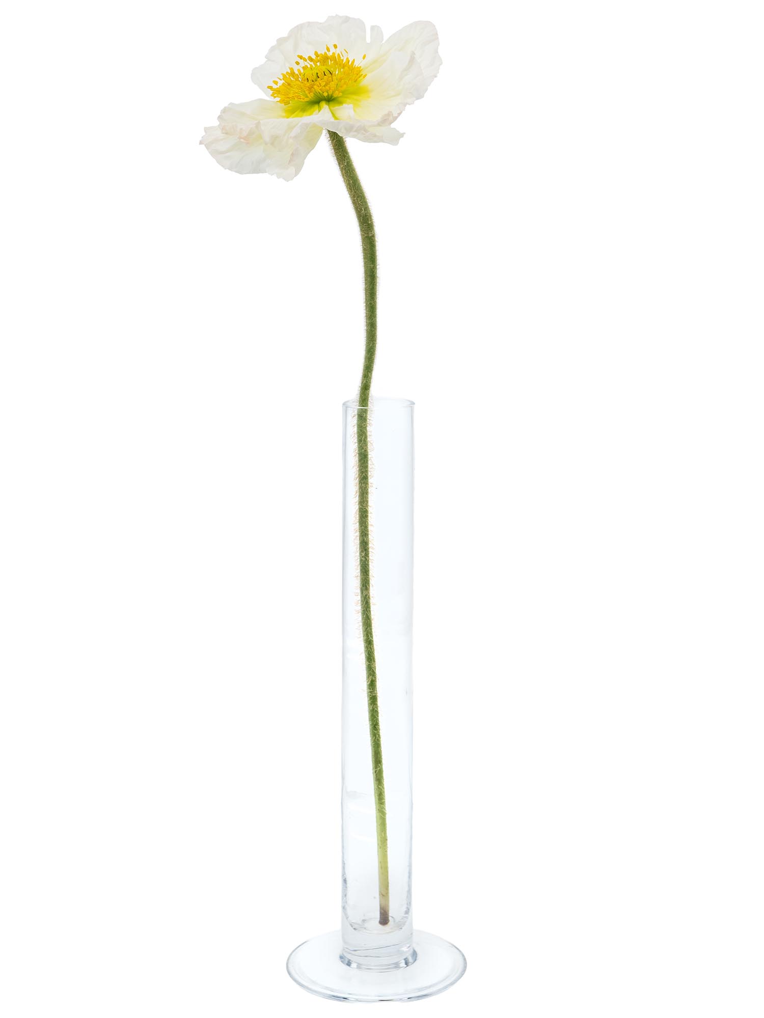 blumigo-herbstdeko-papaver-mohnblumen-bunte-mischung image 8