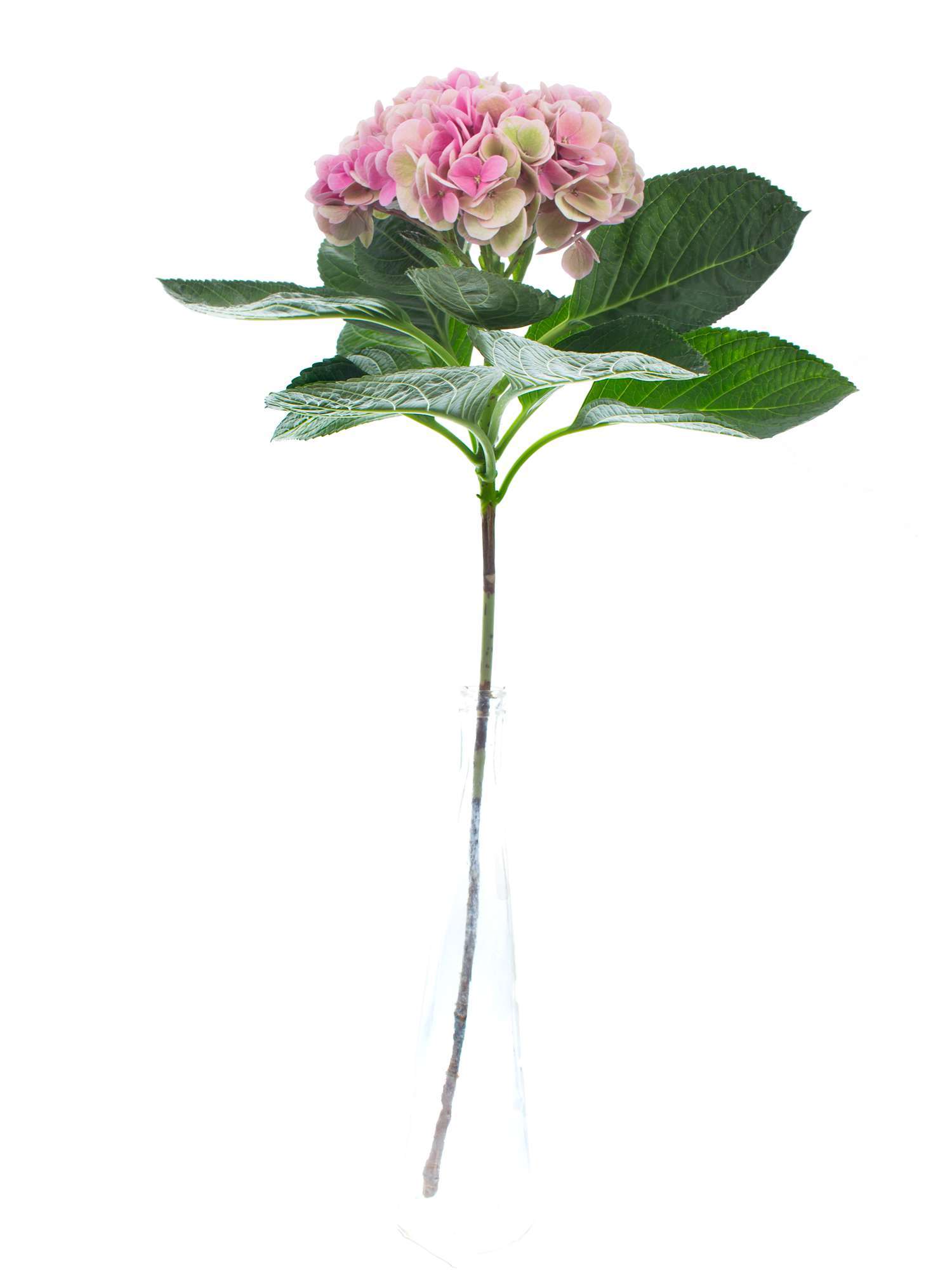blumigo-hortensien-opal-classic-pink-gr-n-stiel image 2