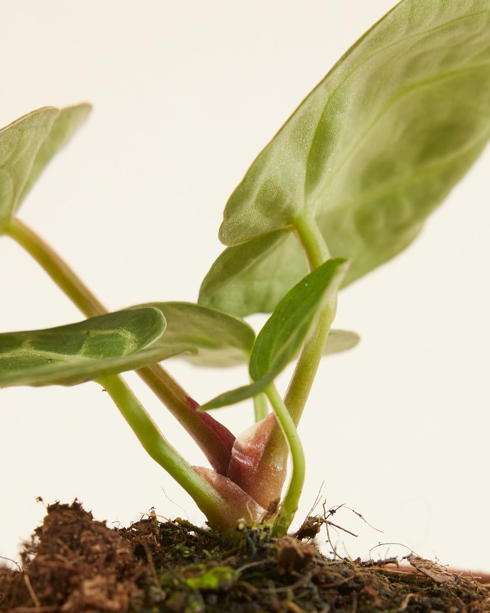 plnts-babyplnts-anthurium-silver-blush-babypflanze-10cm-tropisch image 3