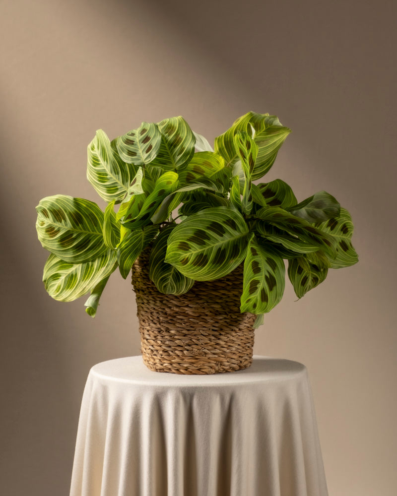 feey-variado-maranta-light-veins-zimmerpflanze-ohne-bertopf image 8