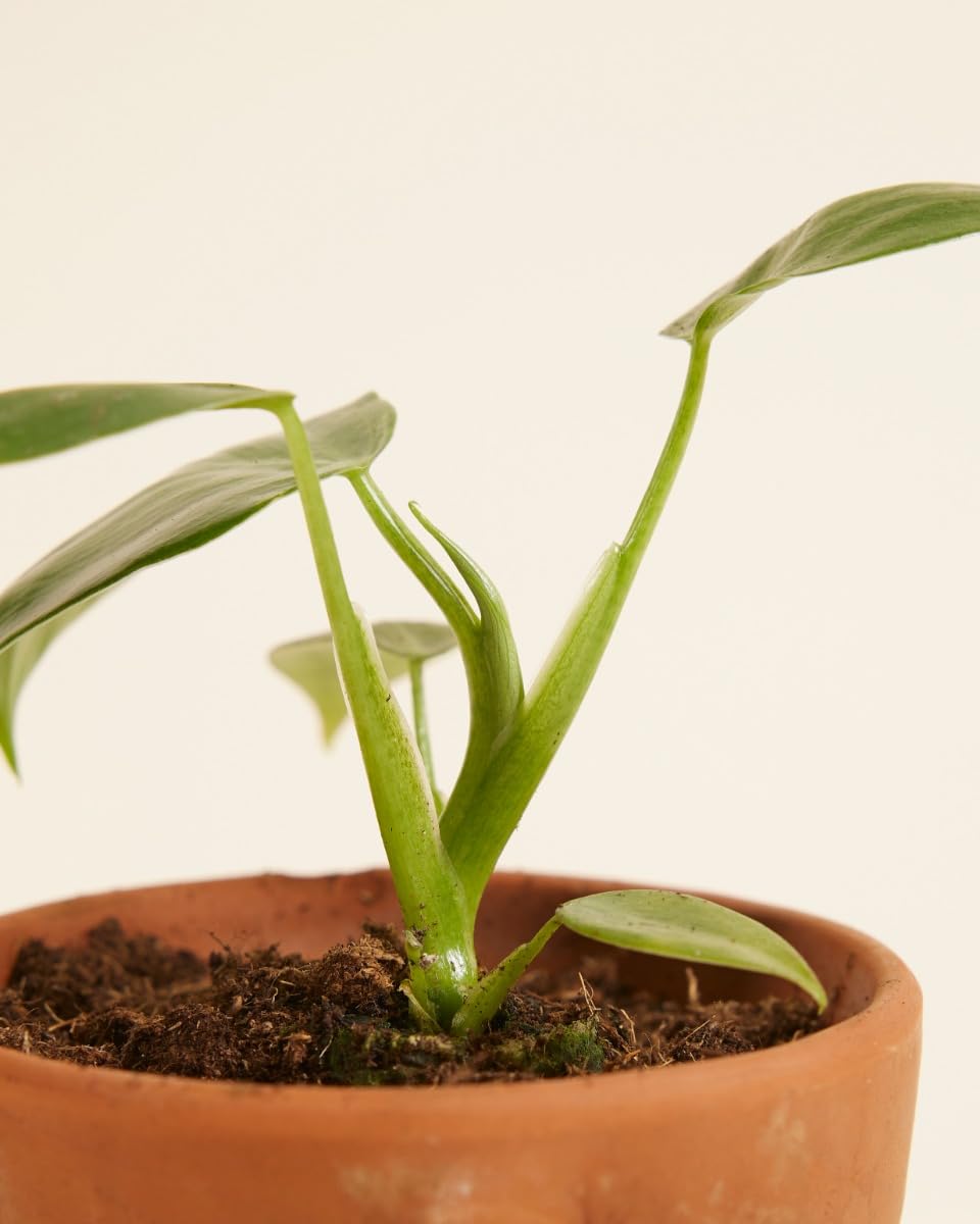plnts-baby-philodendron-pittieri-zimmerpflanze-10-cm-pflegeleicht image 4