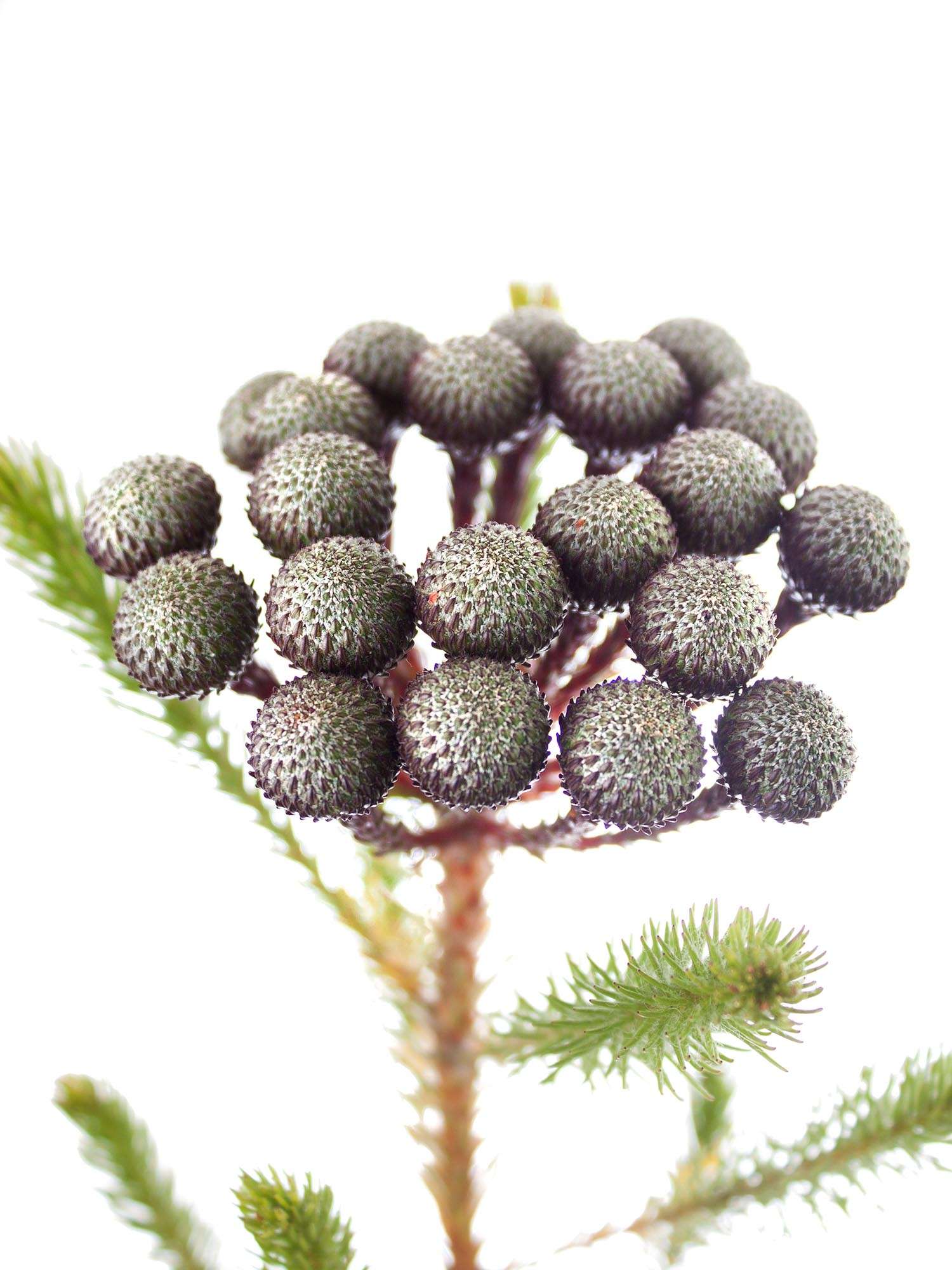 blumigo-brunia-albiflora-bindegr-n-silber-wei image 4