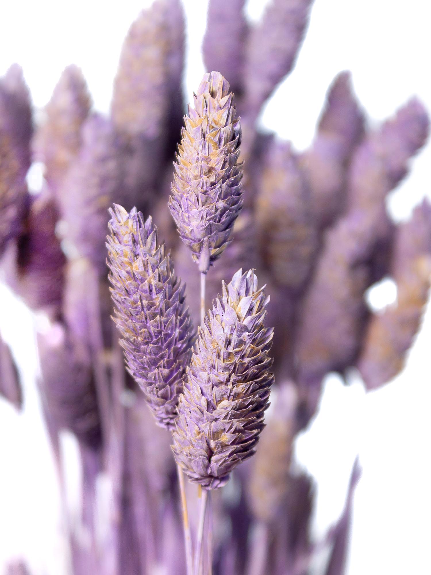 blumigo-phalaris-glanzgr-ser-getrocknet-lila-trockenblumen image 1