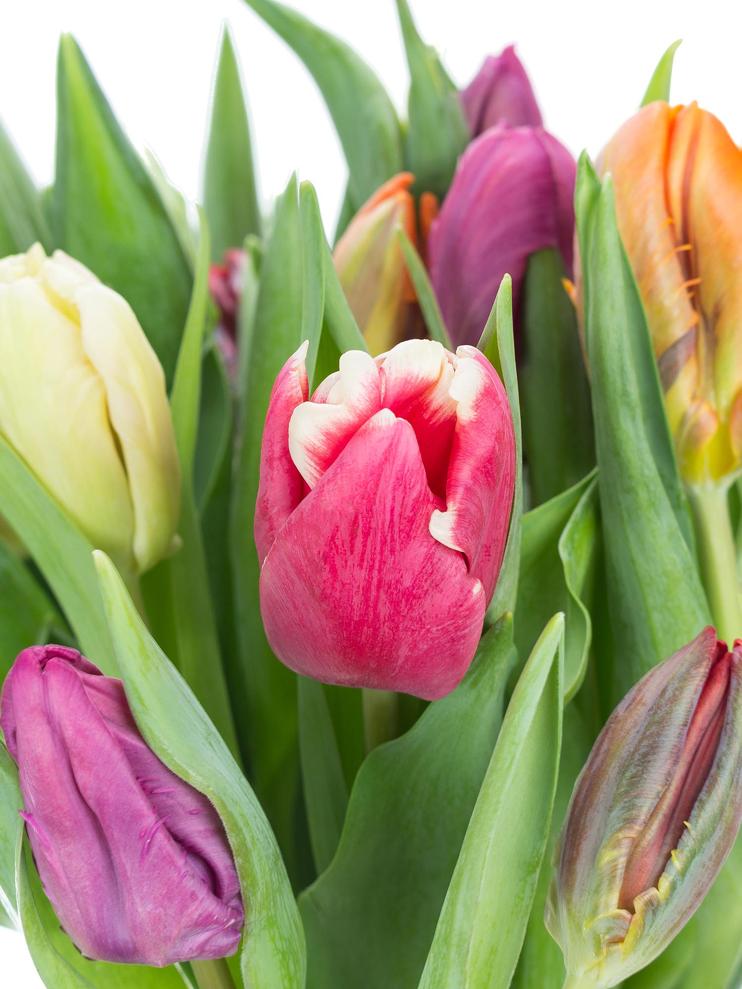 blumigo-tulpen-papageien-mix-schnittblume-gemischt image 1