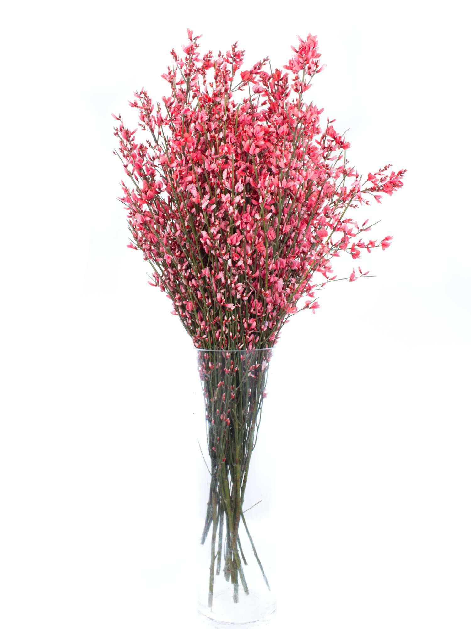 blumigo-zweige-ginster-rot-deko-zweige image 2