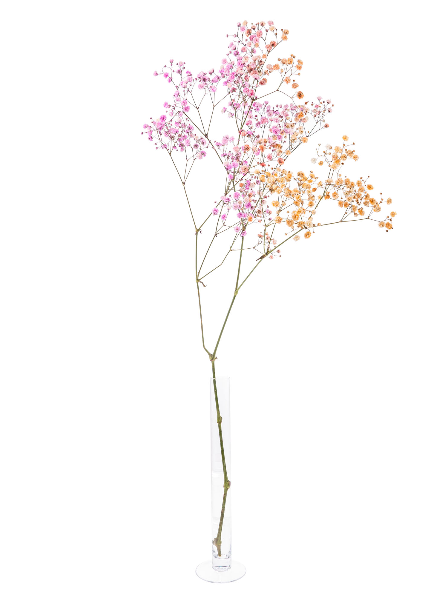 blumigo-schleierkraut-disco-malibu-schnittblumen-orange-pink image 5