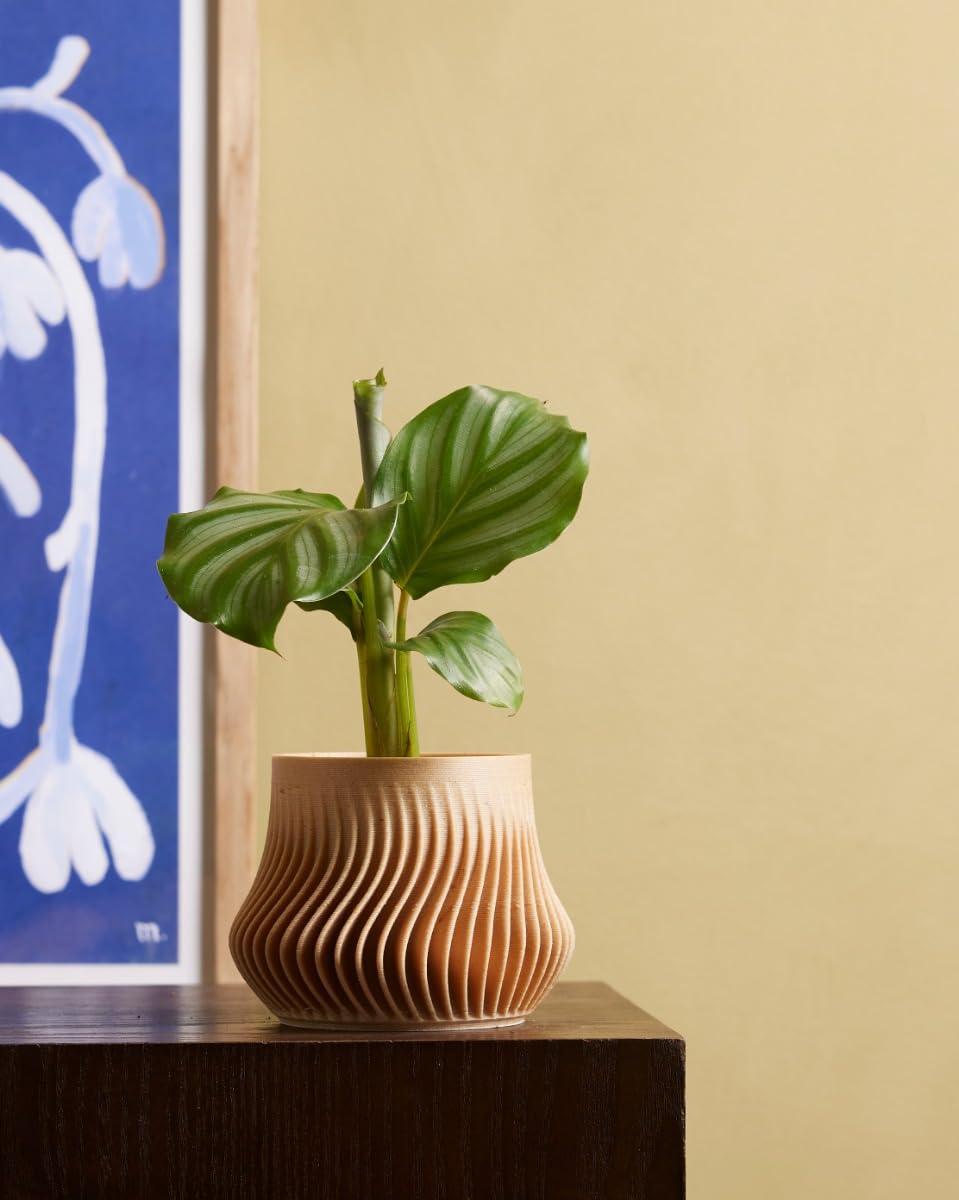 plnts-baby-calathea-orbifolia-zimmerpflanze-15-cm image 6