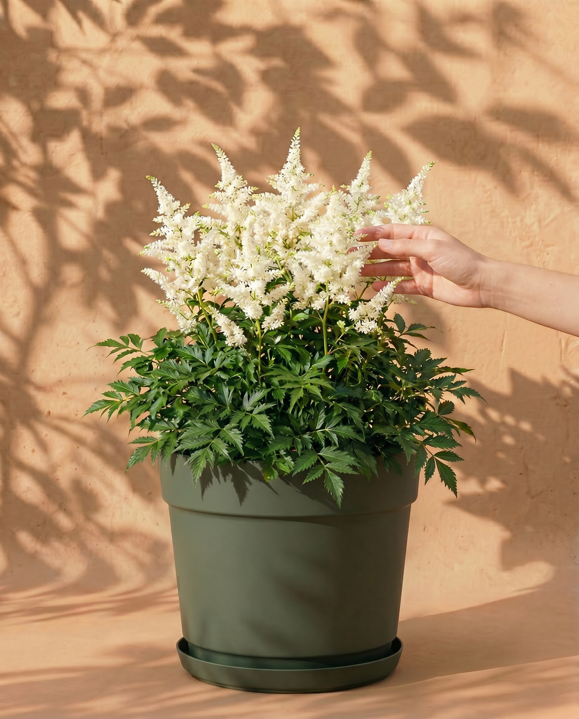 feey-amsterdam-astilbe-gartenpflanzen-wei-3-st-ck image 1