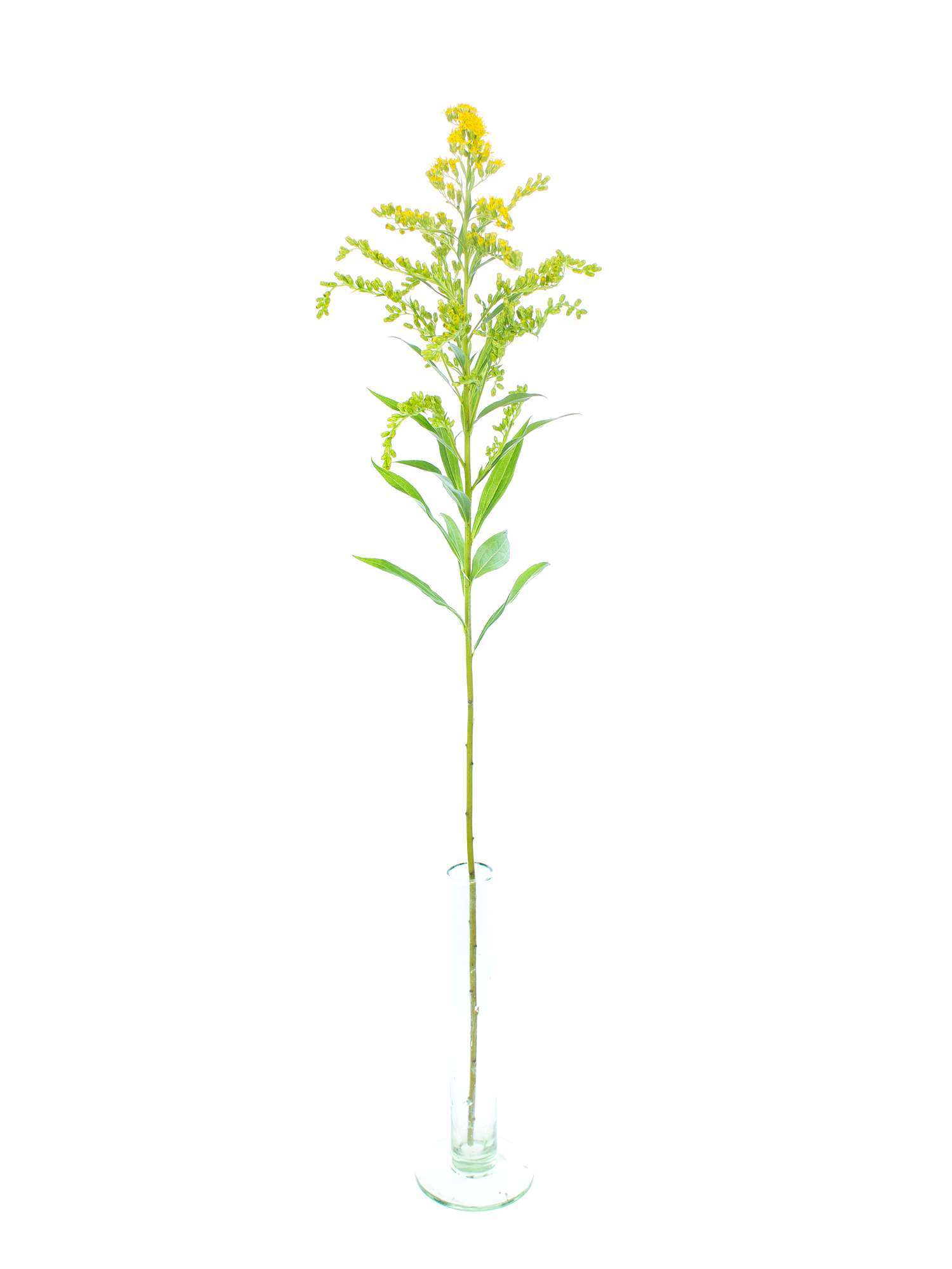 blumigo-blattwerk-solidago-goldrute-gelb-schnittblume-einzeln image 3