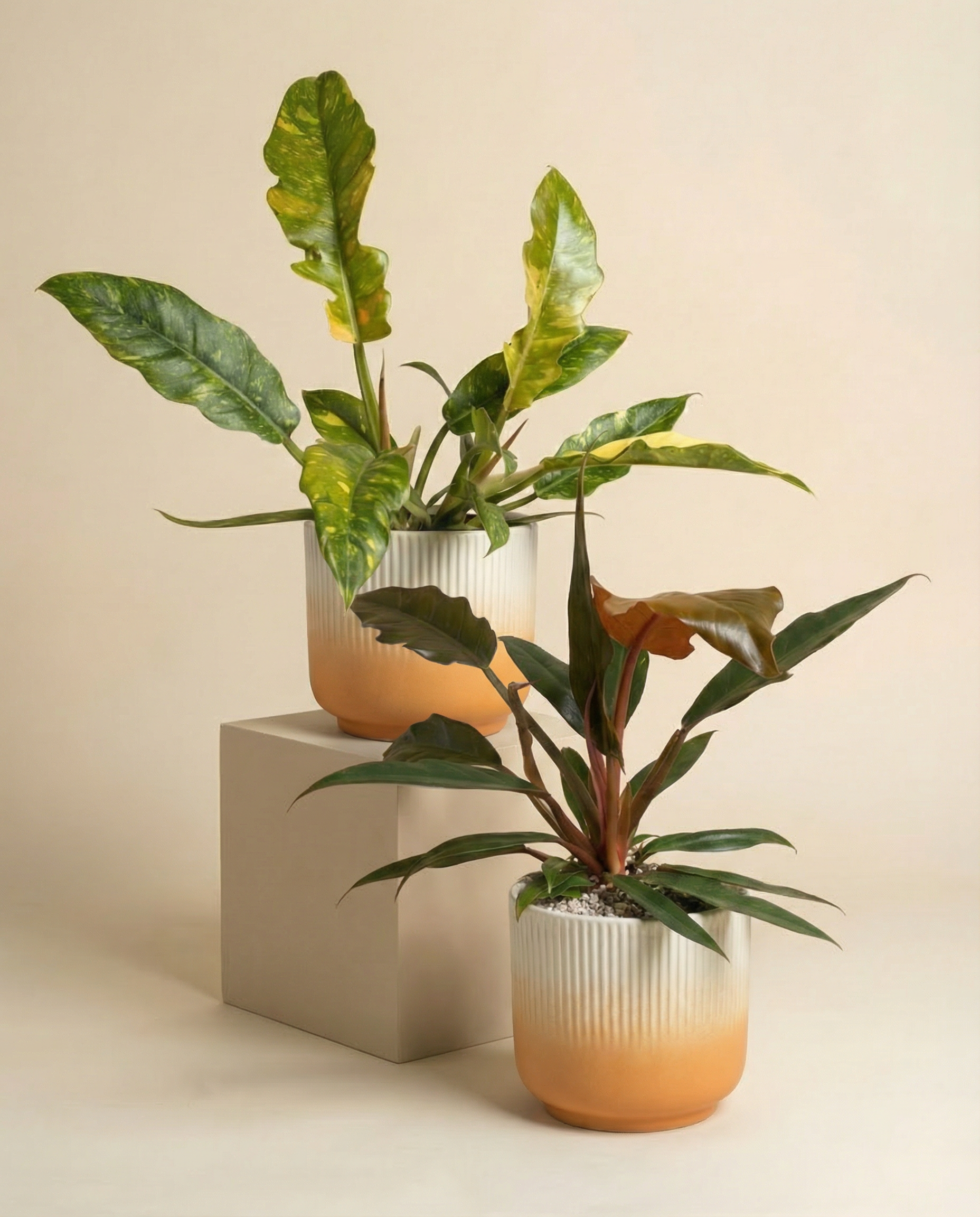 feey-variado-philodendron-duo-pluto-ring-of-fire image 7