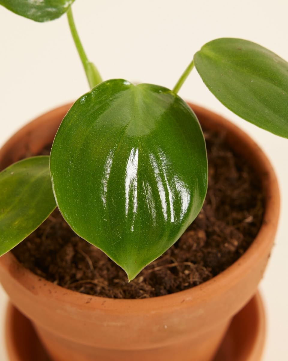 plnts-baby-philodendron-pittieri-zimmerpflanze-10-cm-pflegeleicht image 3