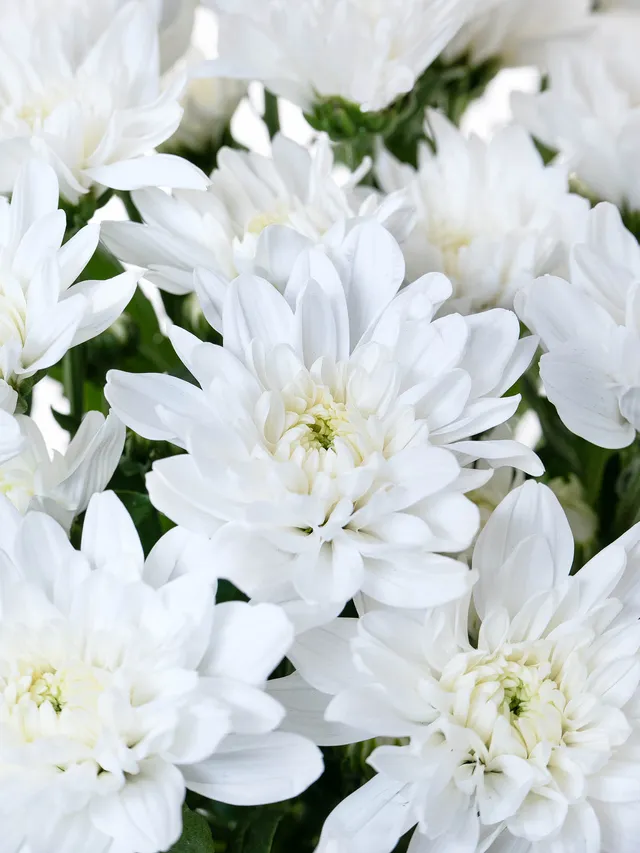 blumigo-chrysanthemen-baltica-verzweigt-wei-schnittblume image 1