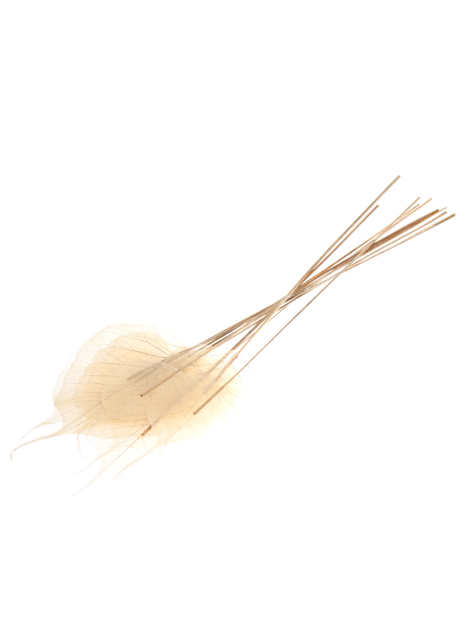 blumigo-trockenblumen-skelletierte-bl-tter-getrocknet-creme-braun image 2
