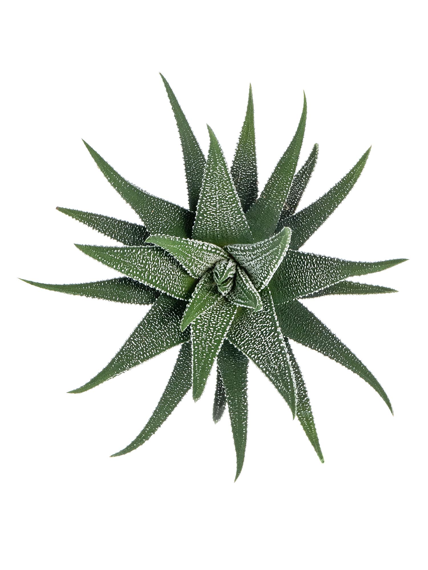 blumigo-haworthia-fasciata-concolor-sukkulente-gr-n-wei-topfpflanze image 1