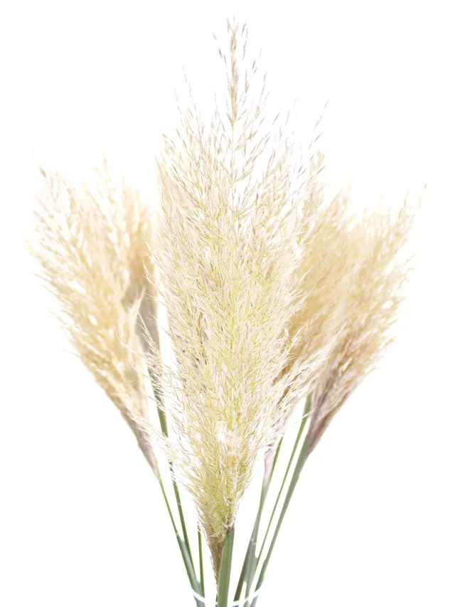 blumigo-trockenblumen-pampasgras-frisch-geschnitten-bund-natur image 1