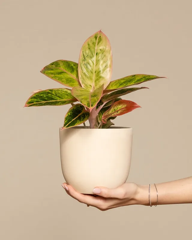 feey-variado-aglaonema-salmon-fantasy-zimmerpflanze-bunte-bl-tter image 1