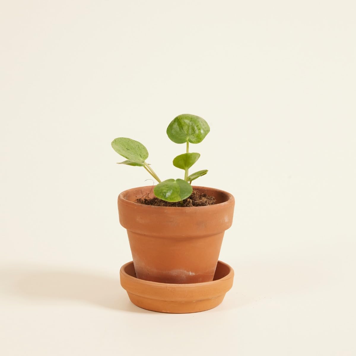 plnts-babyplnts-pilea-peperomioides-mojito-zimmerpflanze-15cm image 6