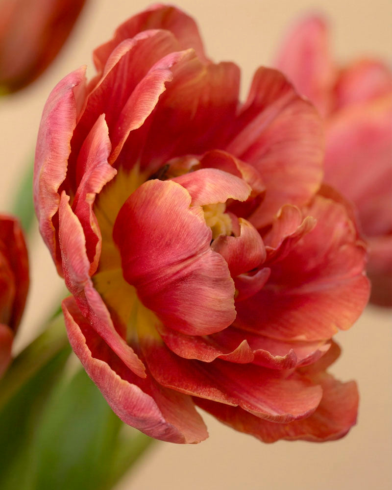 feey-rilio-tulpen-herzklopfen-10-stk-tiefrot-schnittblumen image 5
