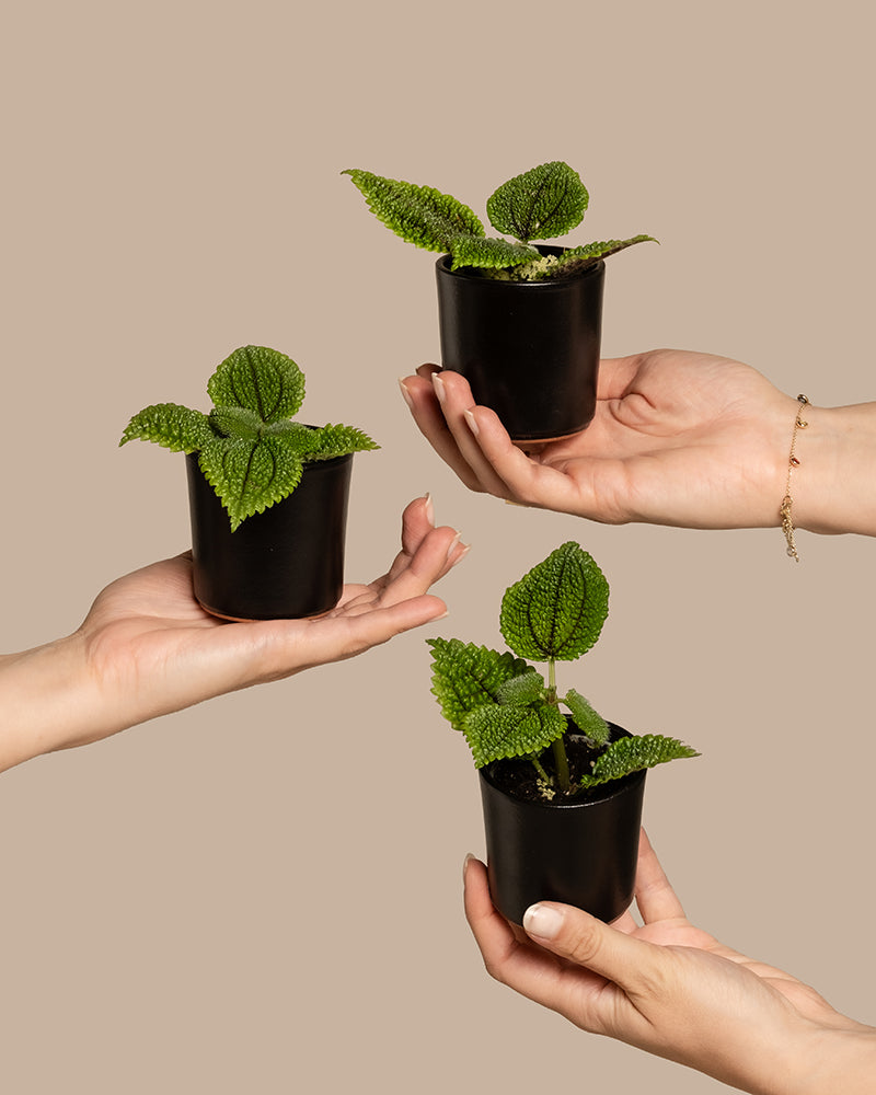 feey-variado-pilea-moon-valley-trio-babypflanze-ohne-bertopf image 1