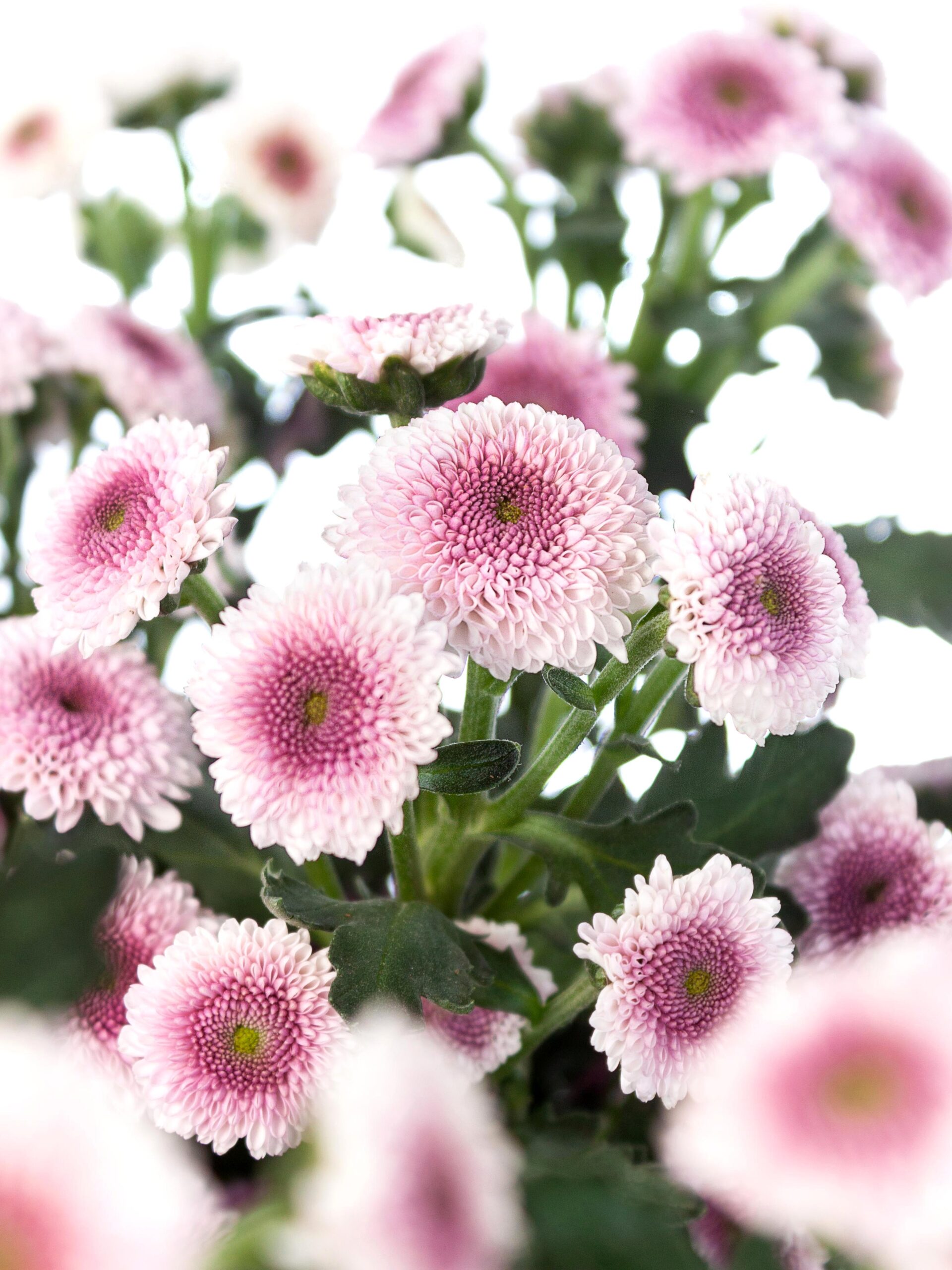blumigo-chrysanthemen-santinis-sweethearts-schnittblumen-rosa-pink image 1