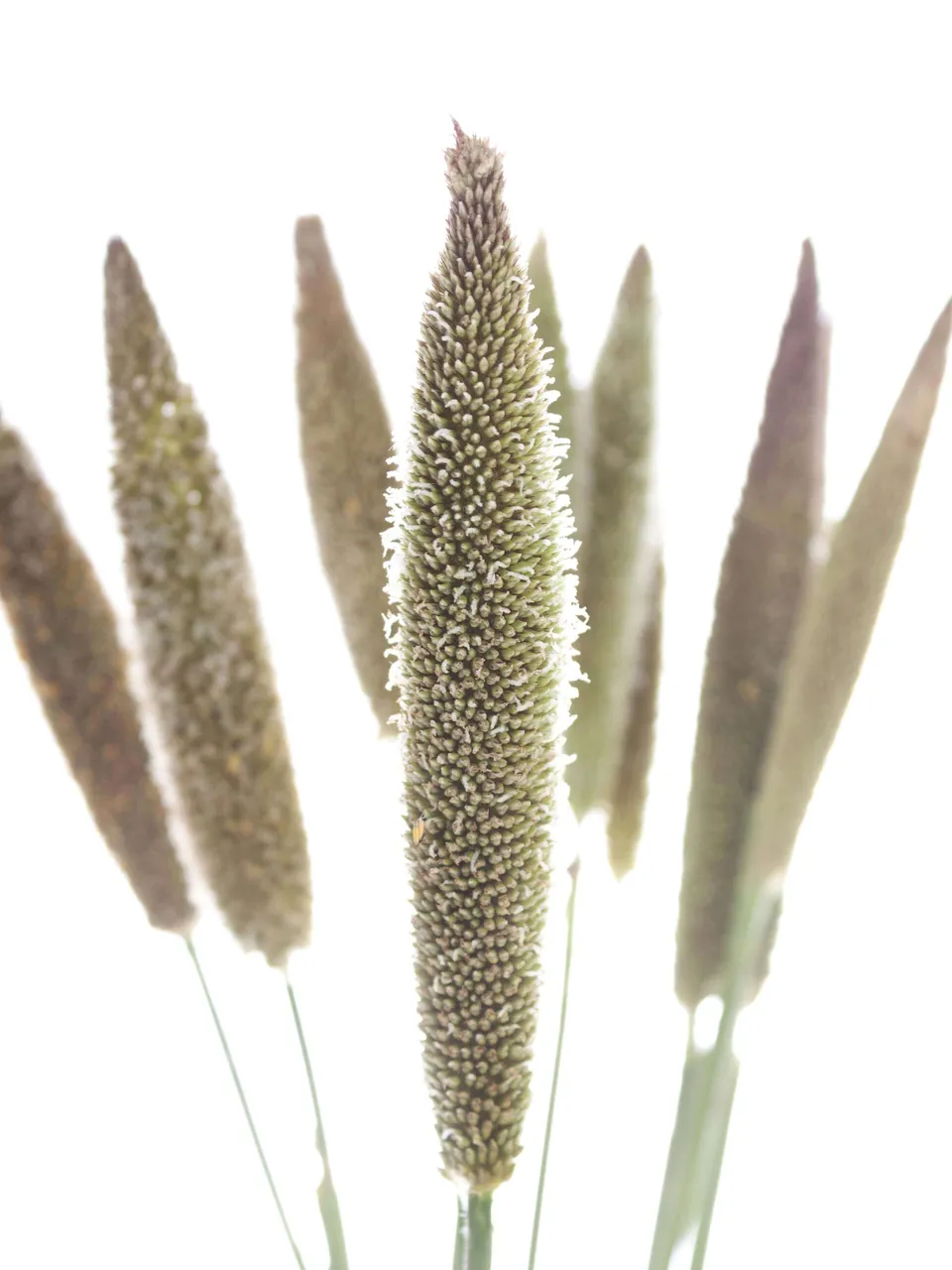 blumigo-pennisetum-lampenputzergras-bindegr-n image 1