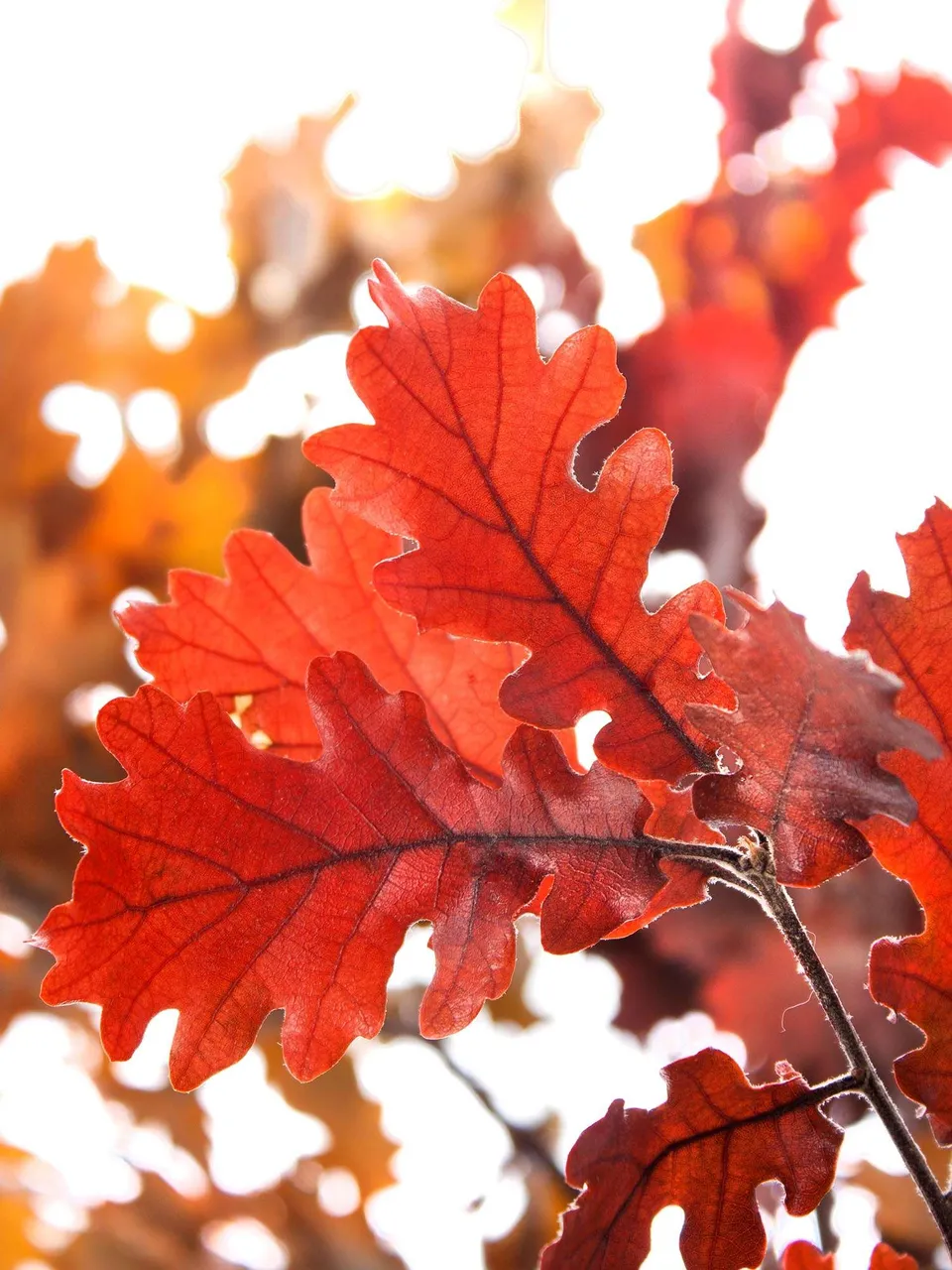 blumigo-trockenblumen-eichenbl-tter-rot-orange image 1